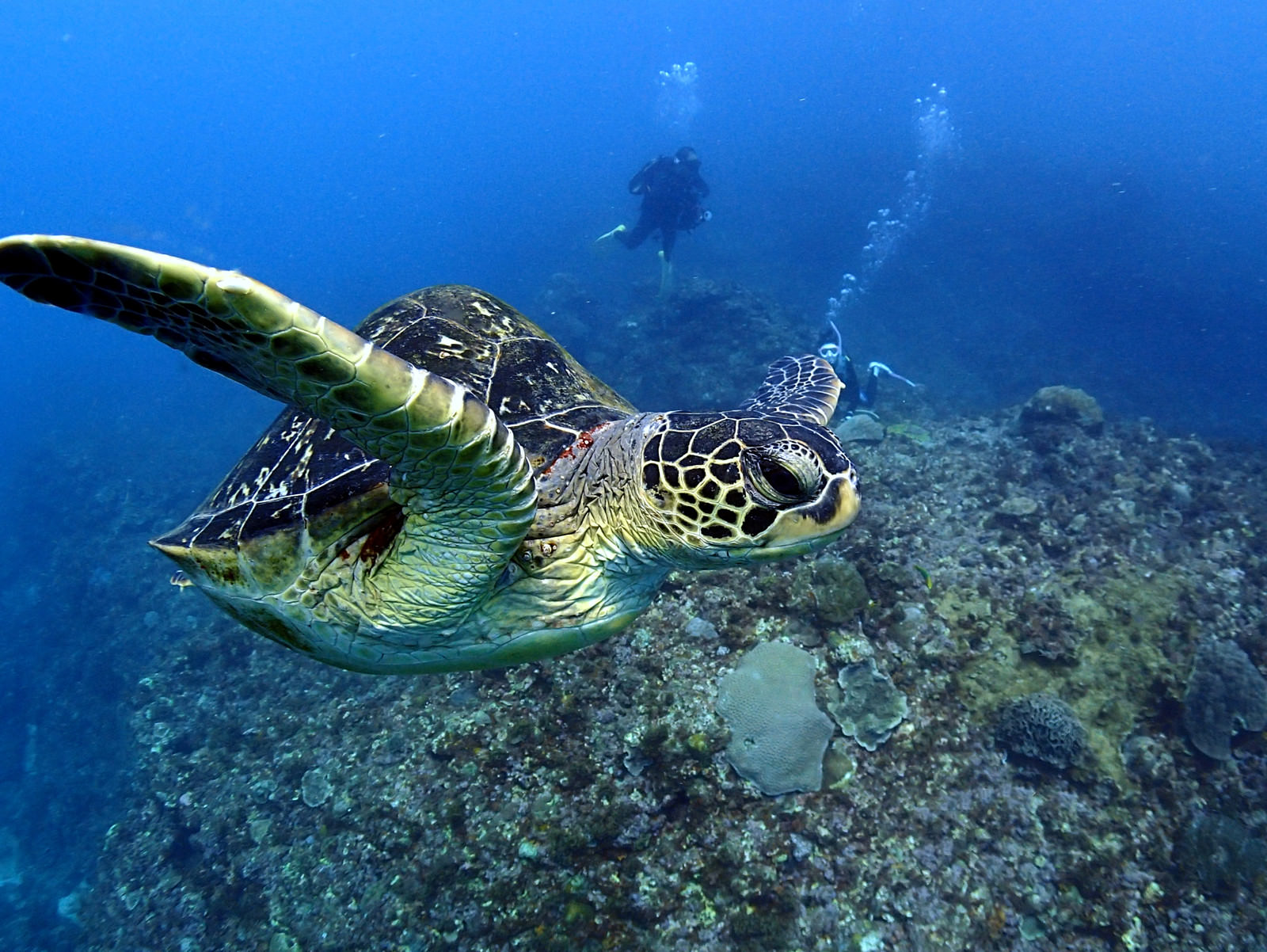 ãå¾³ä¹å³¶ã®æµ·ãæ³³ãã¦ãã¬ã¡ãã®åç