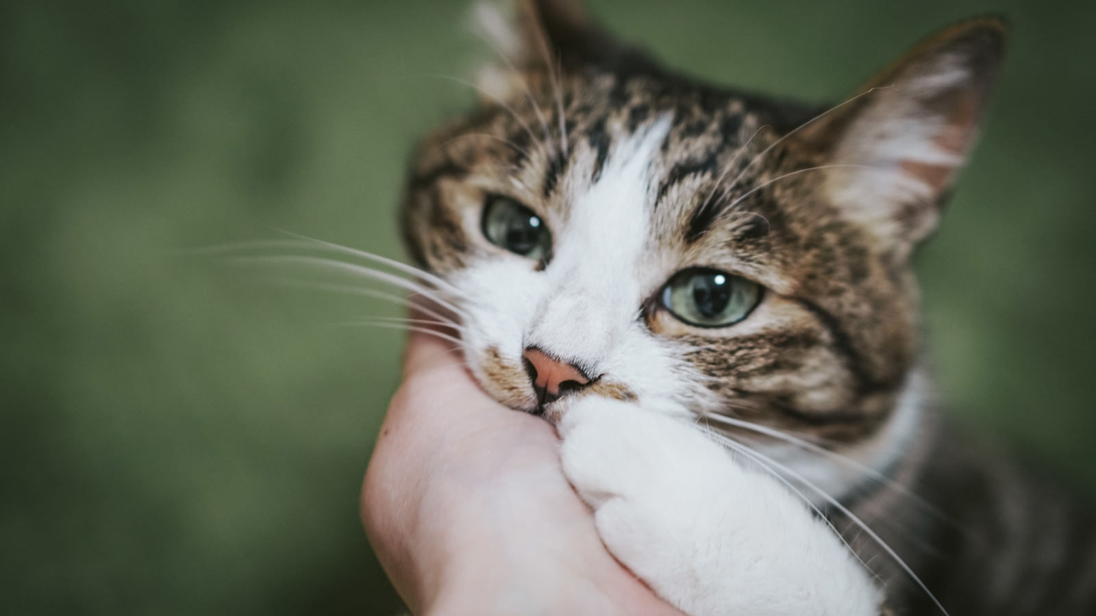 「飼い主の腕に顎を乗せ甘えるにゃんこ」の写真