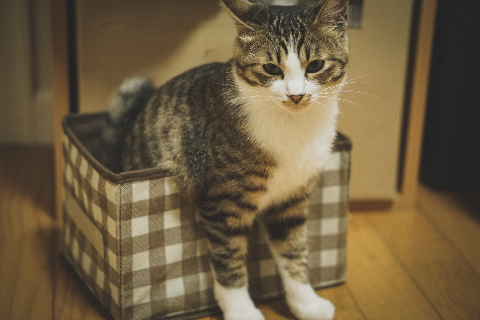 「猫ボックスに箱入り | フリー素材のぱくたそ」の写真