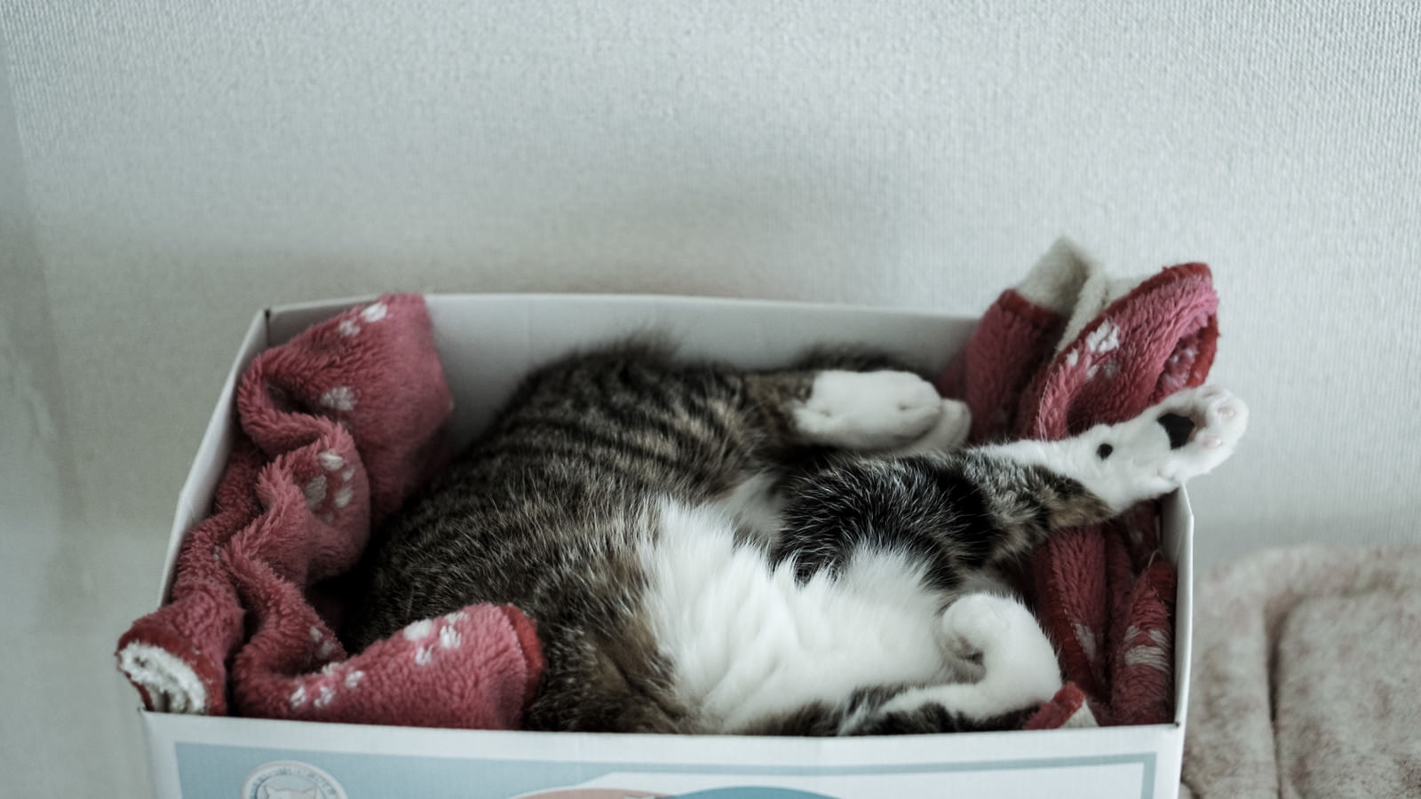 「箱の中で丸くなる猫 | フリー素材のぱくたそ」の写真