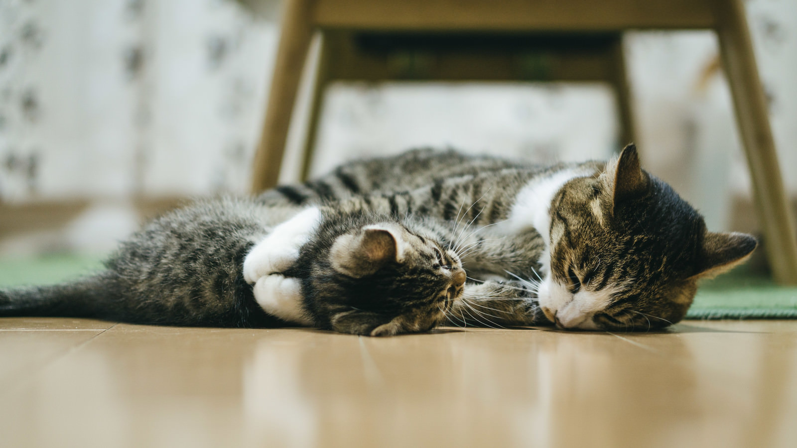 「スキンシップ中の猫（親猫と子猫）」の写真