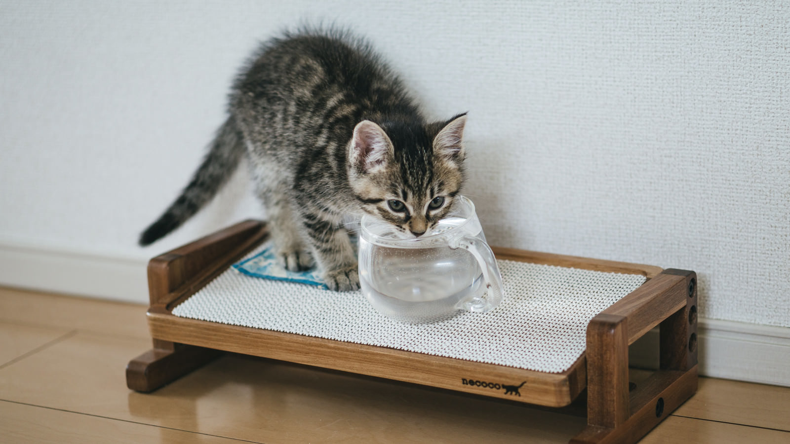 「お水を飲む子猫 | フリー素材のぱくたそ」の写真