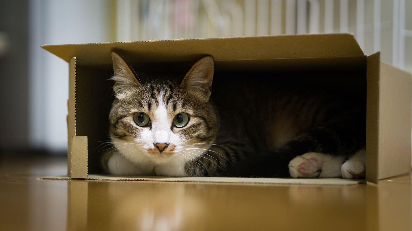 「狭い空間は落ち着くニャン（猫）」