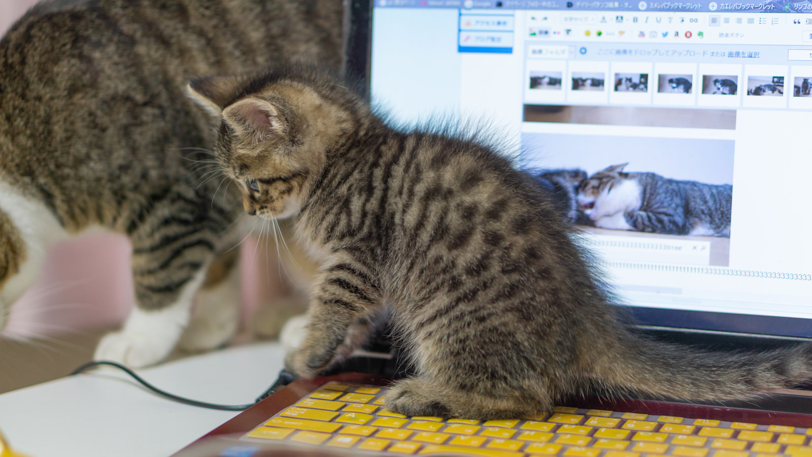 「子猫が作業の邪魔をしてくる」の写真