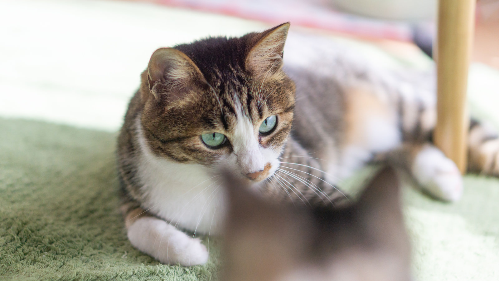 「親猫に睨まれる子猫 | フリー素材のぱくたそ」の写真