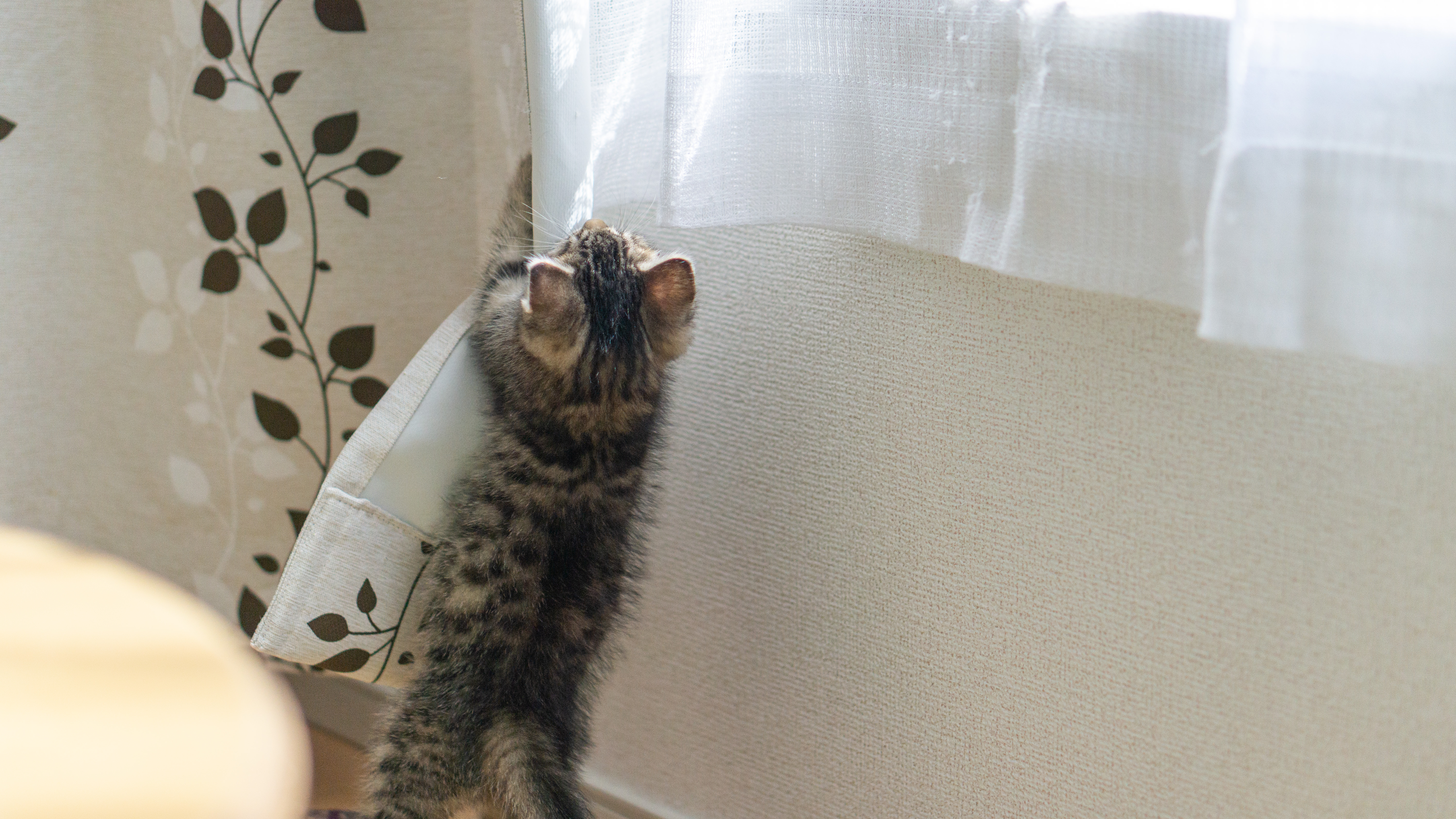カーテンにしがみつく子猫の写真を無料ダウンロード フリー素材 ぱくたそ カーテンにしがみつく子猫の写真を無料ダウンロード フリー素材 ぱくたそ