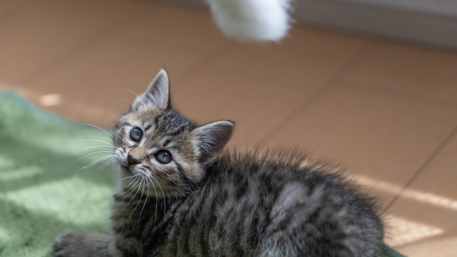 子猫の気を引く フリー素材のぱくたそ