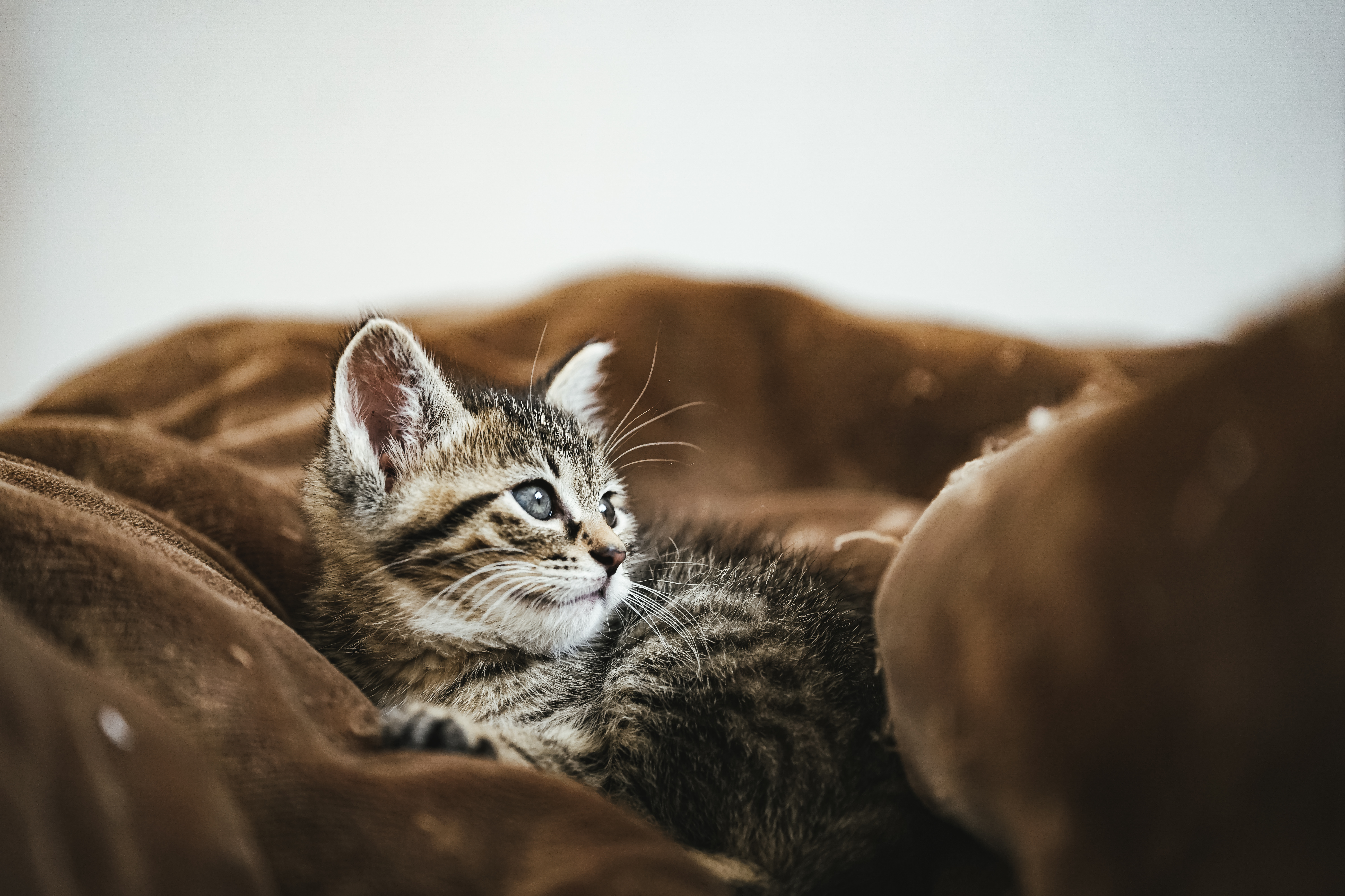 起き上がる子猫の写真素材 ぱくたそ