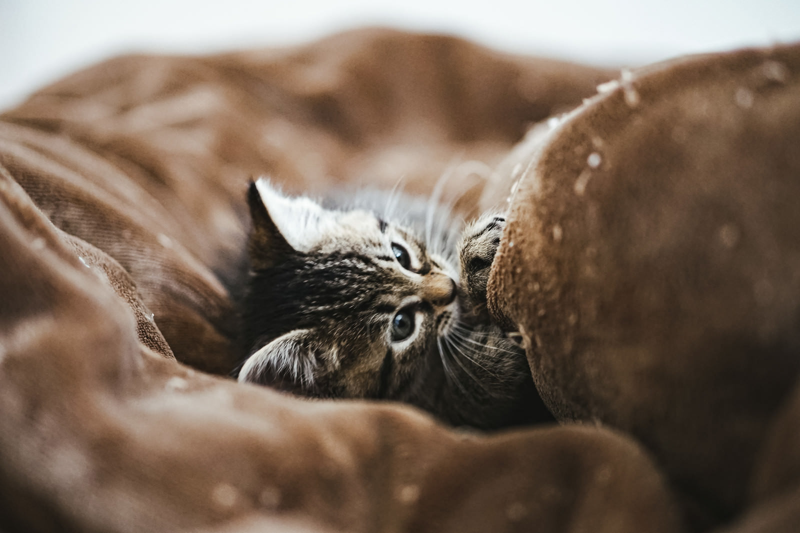 「毛布に包まる子猫」の写真