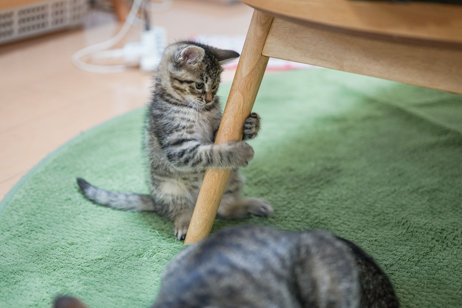 「親猫に相手されずに椅子の足にしがみ付く子猫 | フリー素材のぱくたそ」の写真