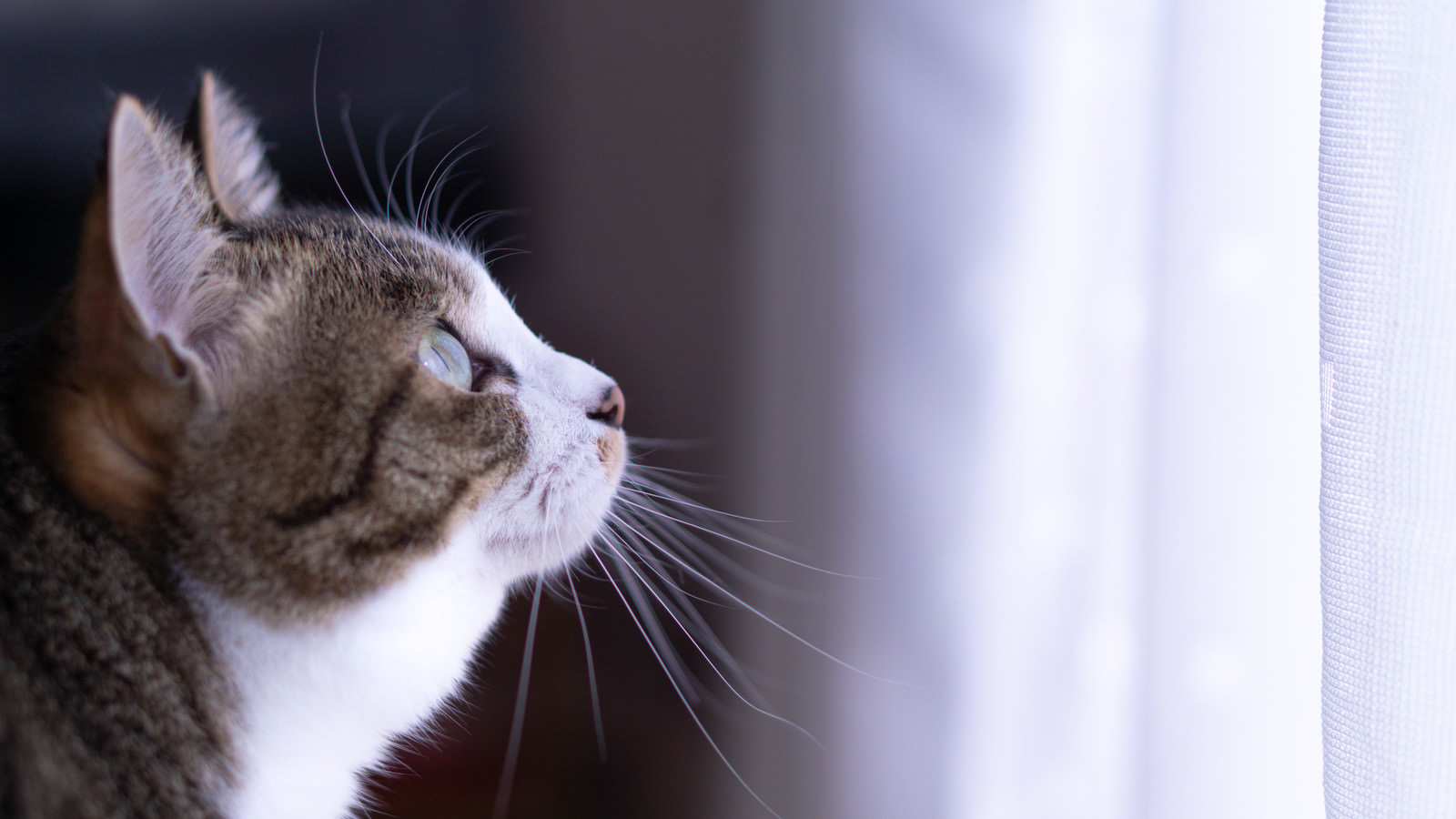 「窓際で空を見上げる猫」の写真