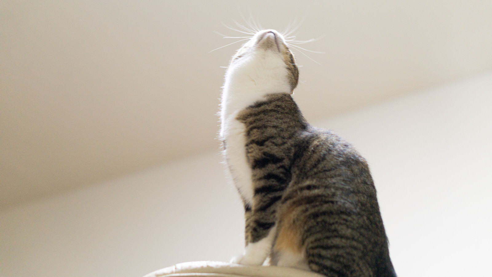 「ヌコバウアー」の写真