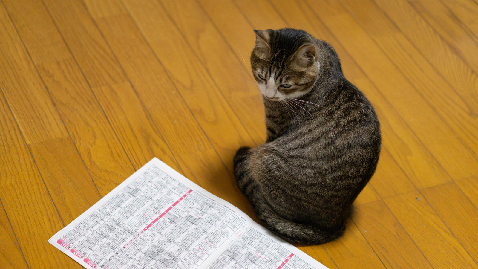 「特番が見れなかった猫」の写真