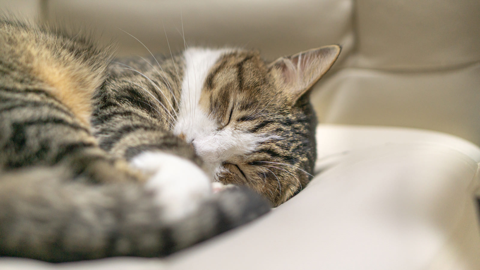 「夢の中の猫 | フリー素材のぱくたそ」の写真