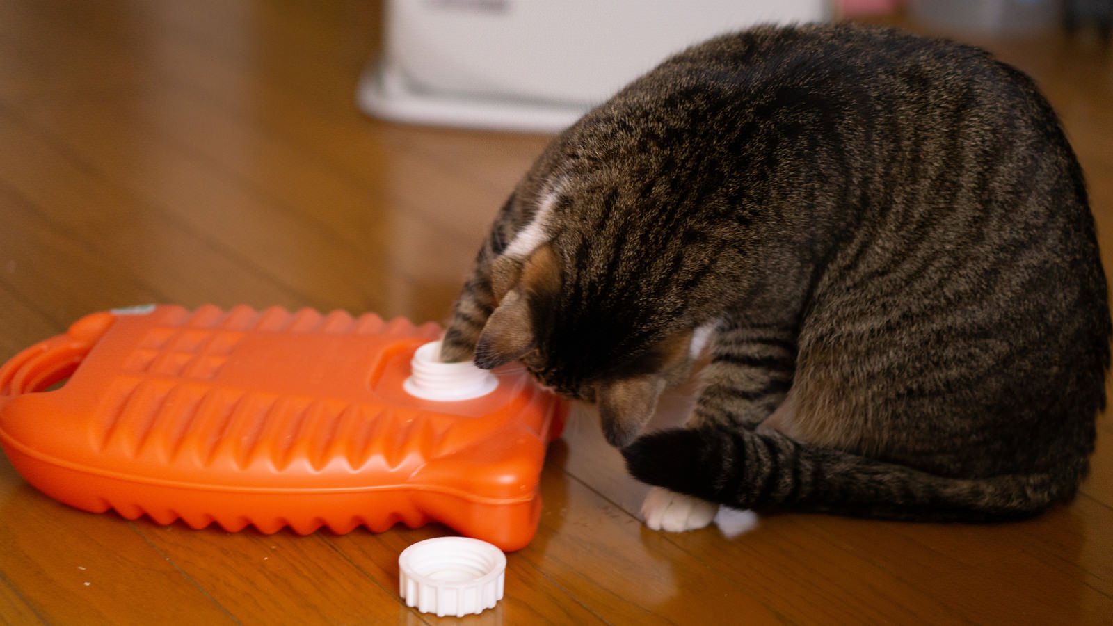 猫 写真素材一覧 フリー素材のぱくたそ