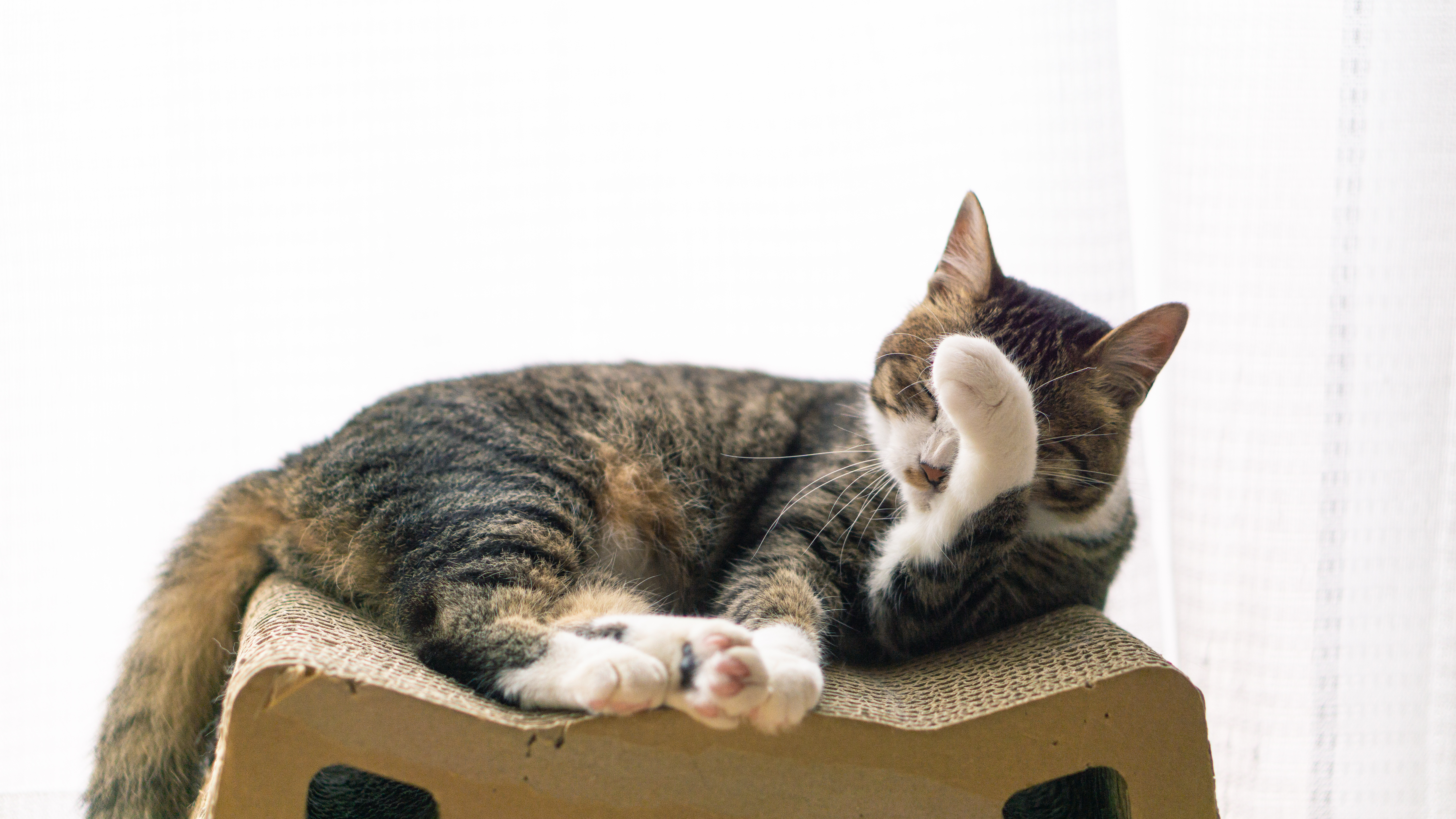 のんびりする猫の写真を無料ダウンロード フリー素材 ぱくたそ のんびりする猫の写真を無料ダウンロード フリー素材 ぱくたそ