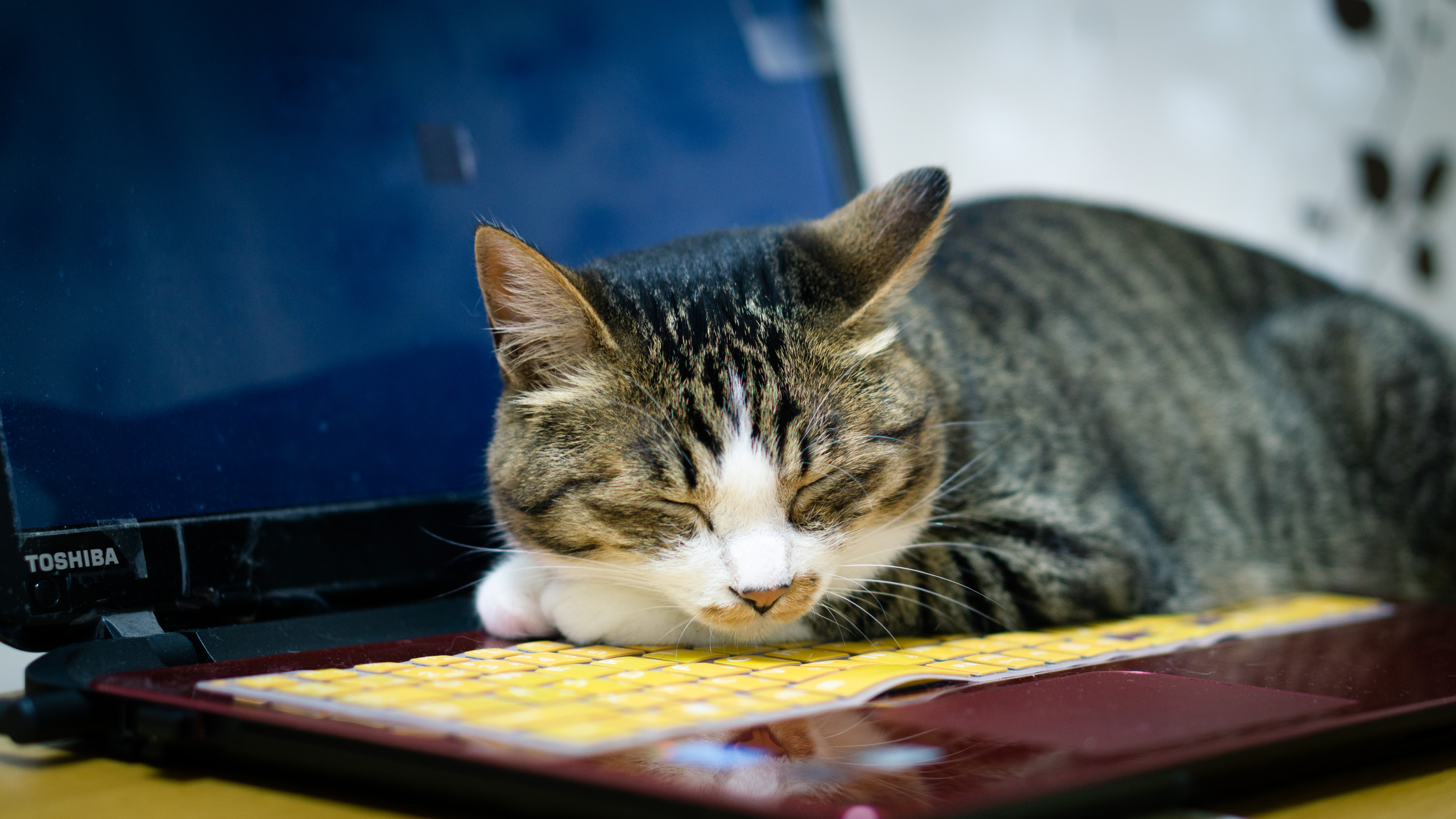 ノートpcの熱が暖かくて その上でうたた寝する猫の写真を無料ダウンロード フリー素材 ぱくたそ ノートpcの熱が暖かくて その上でうたた寝する猫の写真を無料ダウンロード フリー素材 ぱくたそ