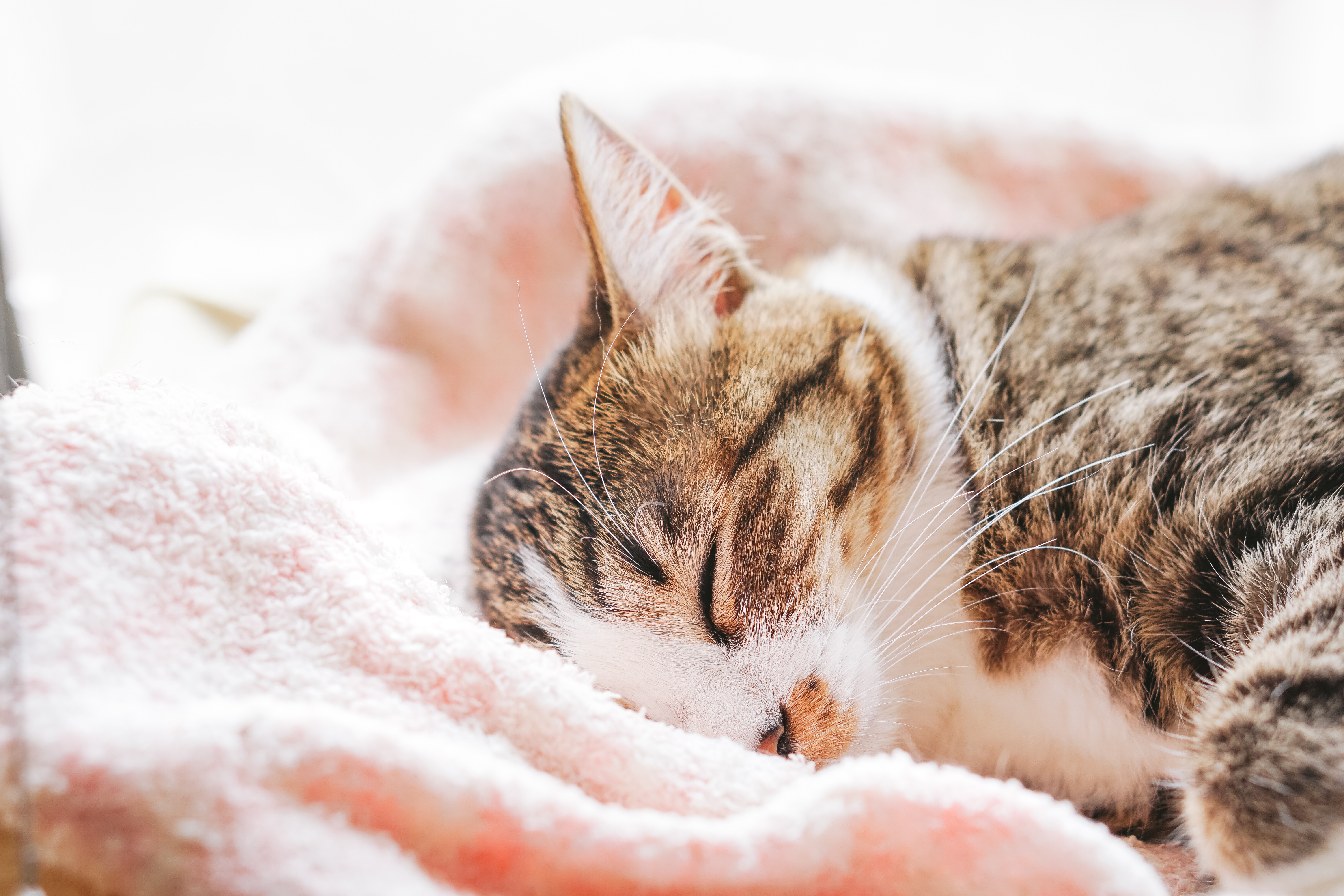 ふわふわタオルで眠る猫の写真素材 ぱくたそ