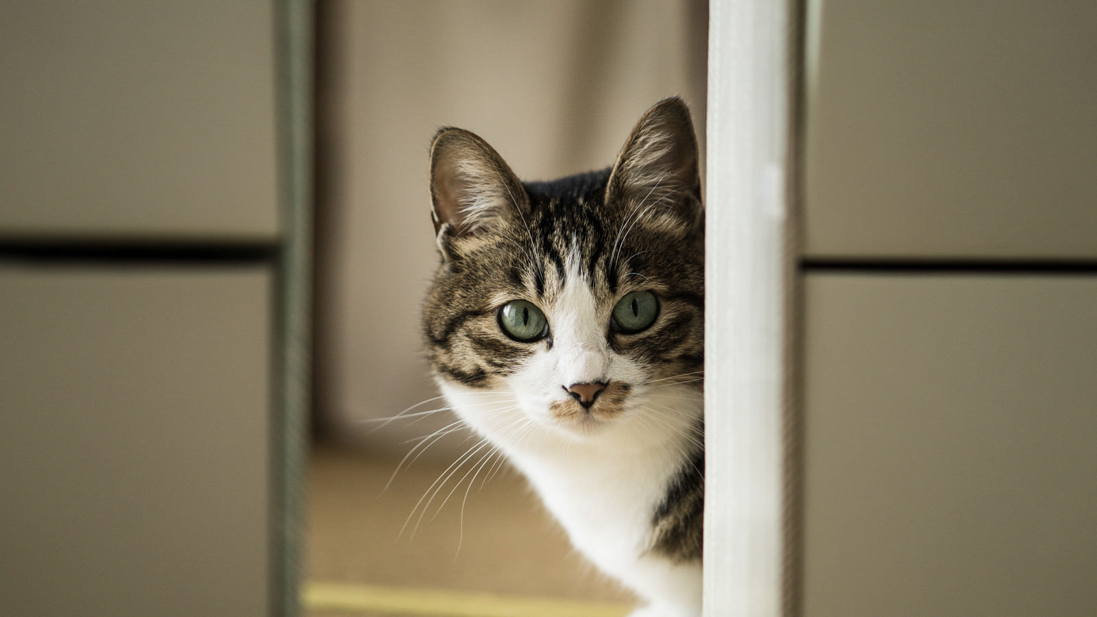 「餌の時間と聞いて（猫）」