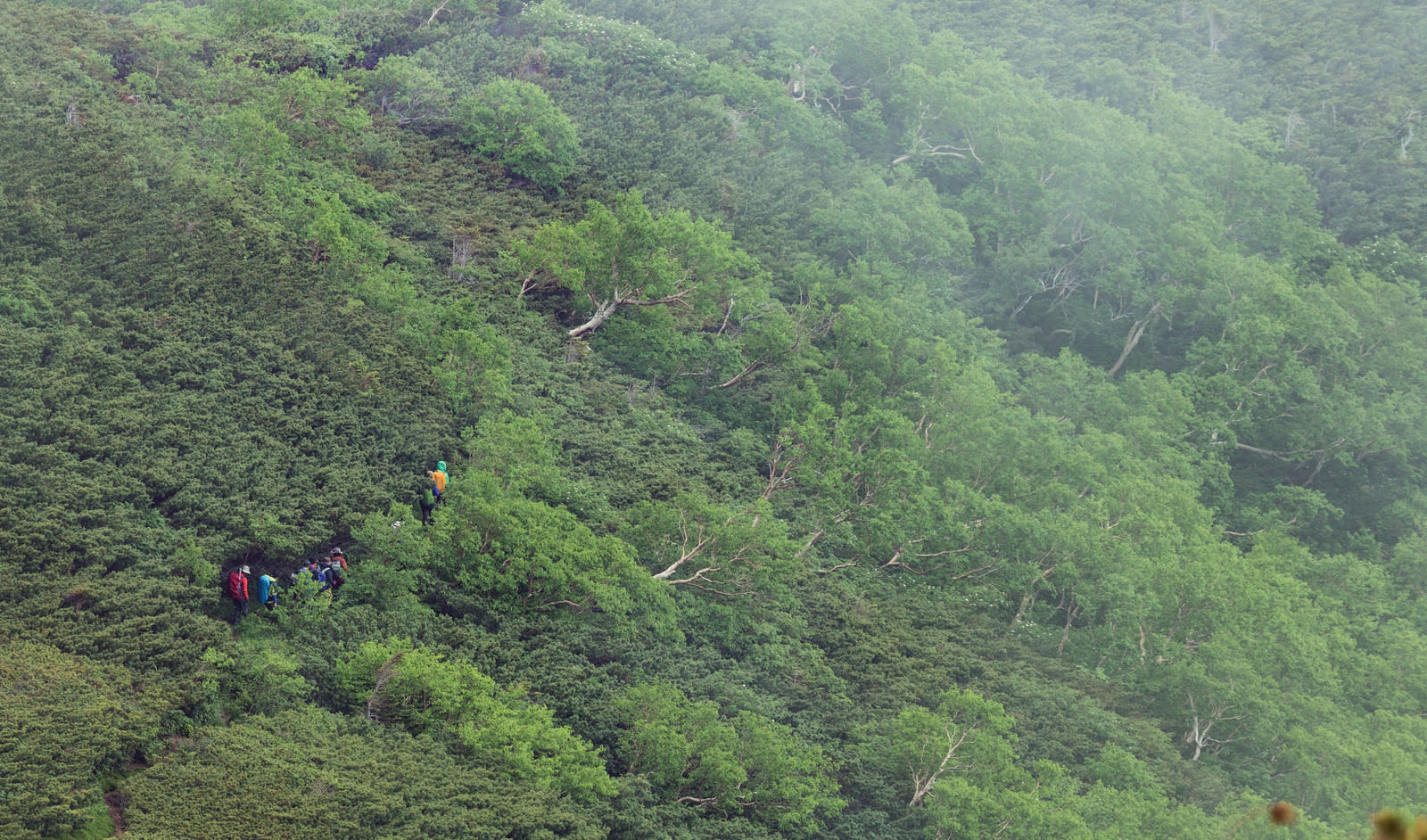 山の中を歩く登山者（乗鞍新登山道）のフリー素材