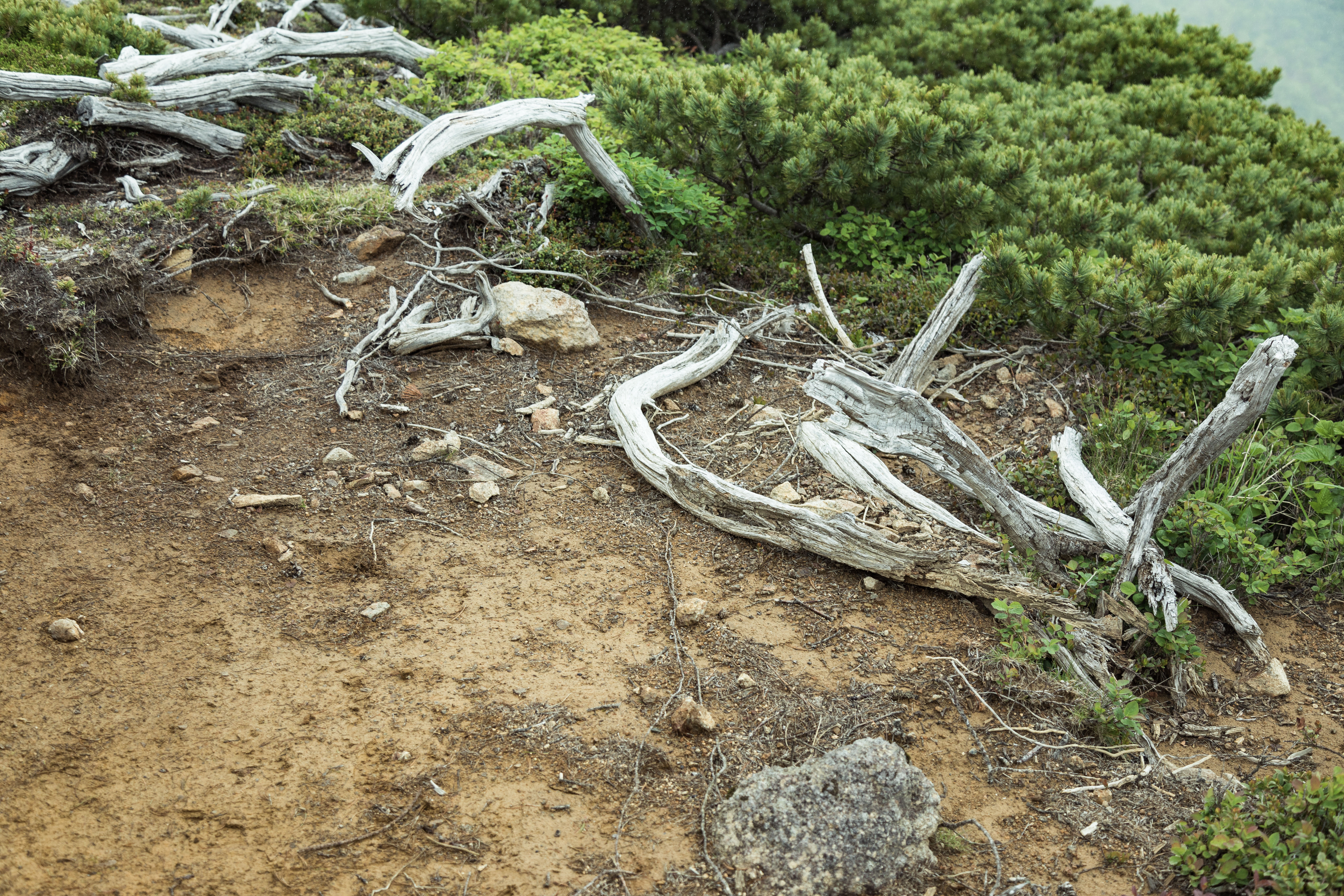 登山道脇の枯木の写真素材 ぱくたそ 登山道脇の枯木の写真素材 ぱくたそ