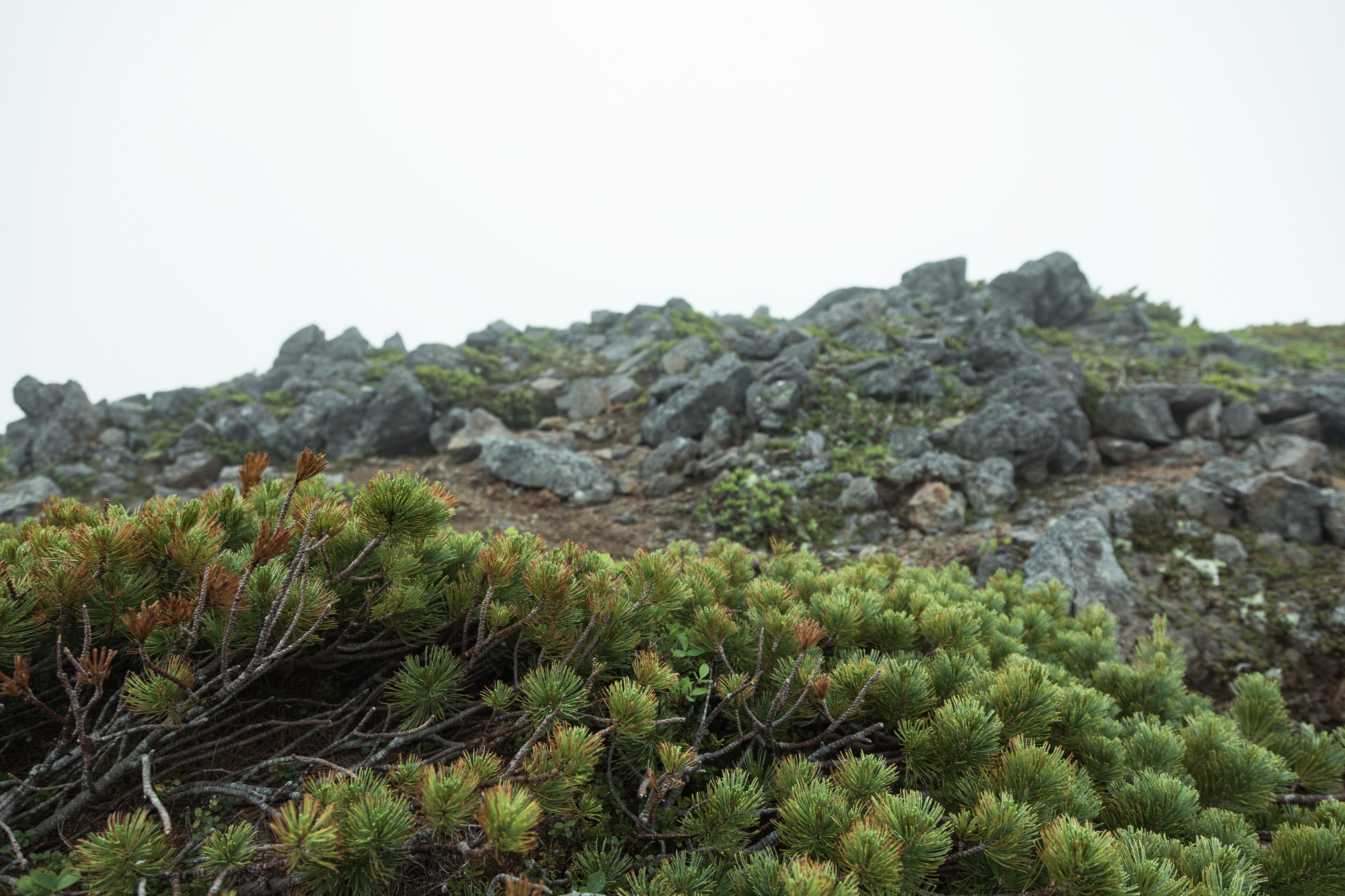 ハイマツと山頂付近の岩場の写真素材 ぱくたそ