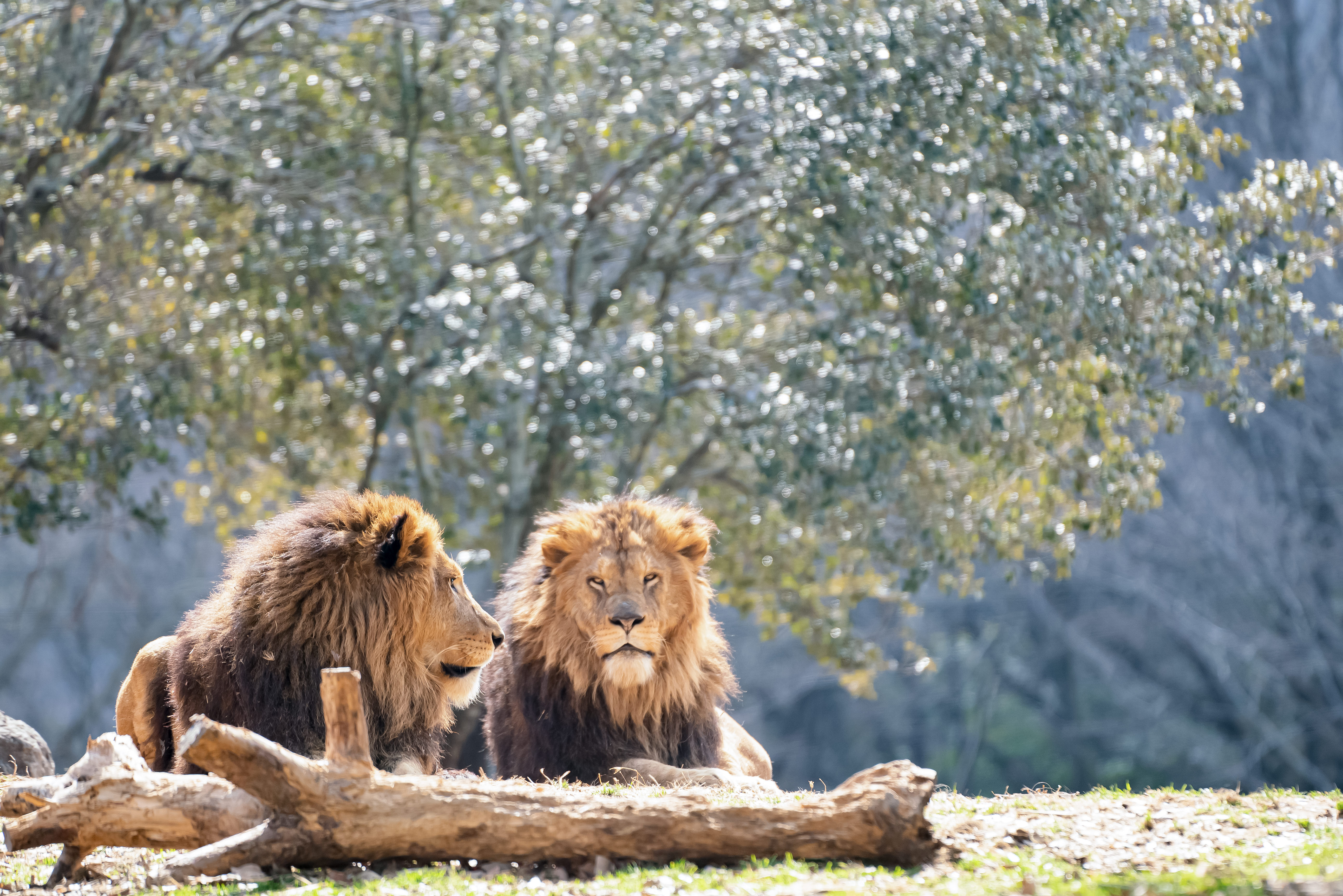 お前それサバンナでも同じ事言えんの の写真素材 ぱくたそ