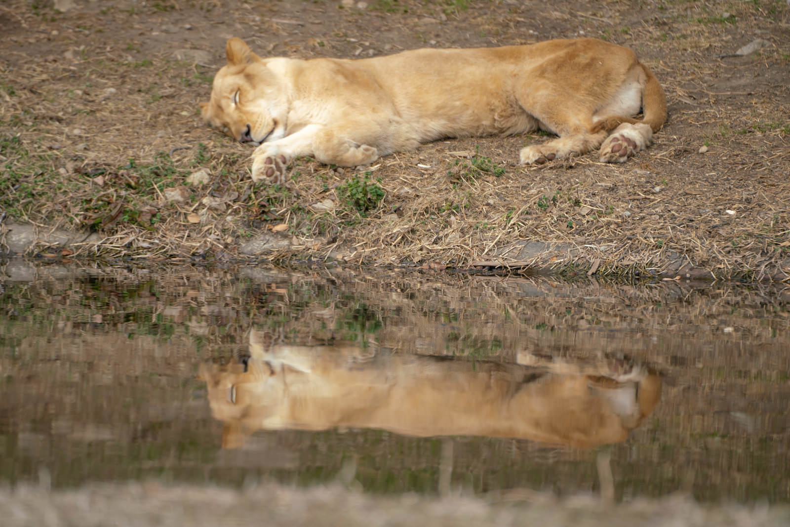 水場で寝落ちするメスライオンの写真素材 ぱくたそ