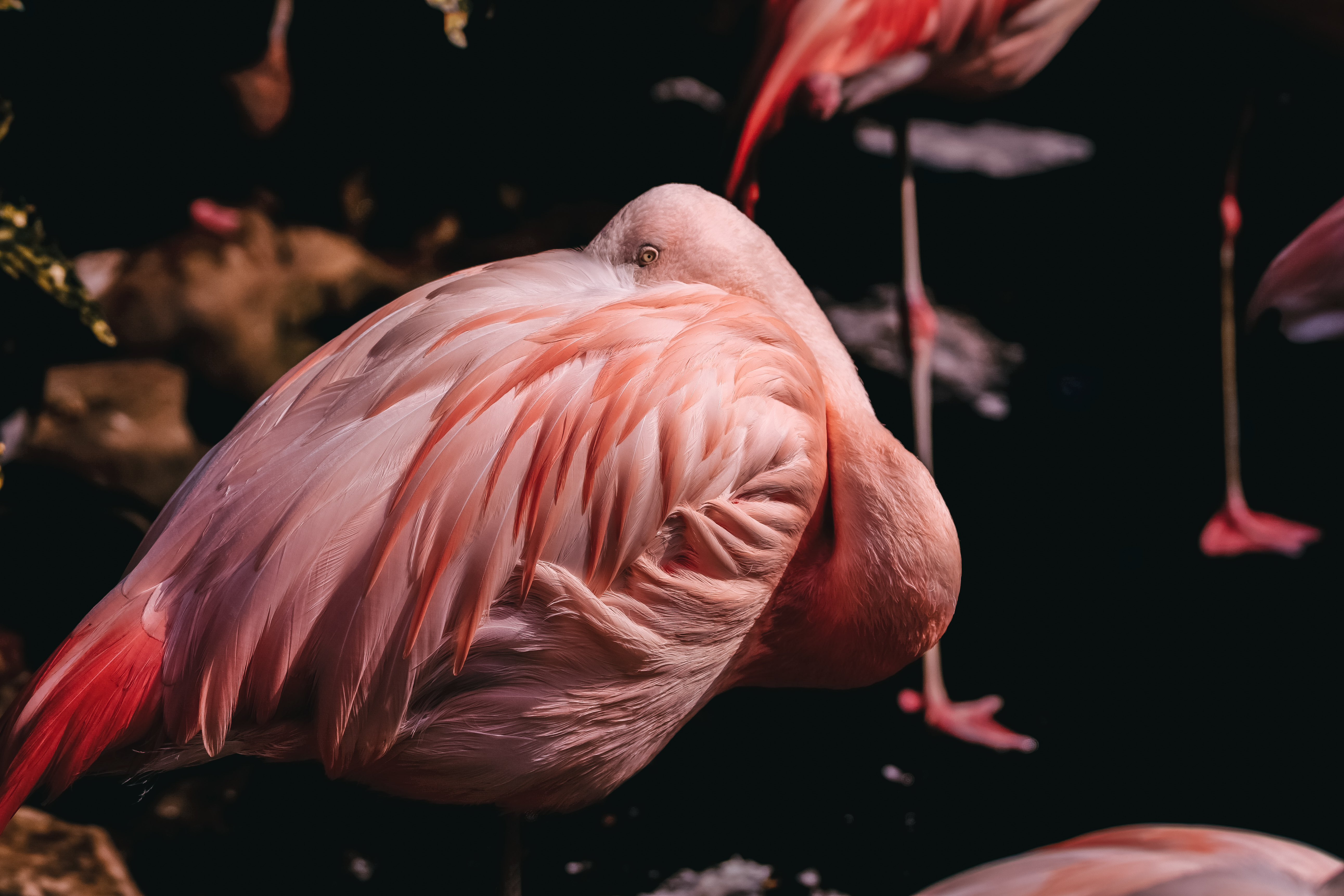 毛繕いするピンク色のフラミンゴの写真素材 ぱくたそ