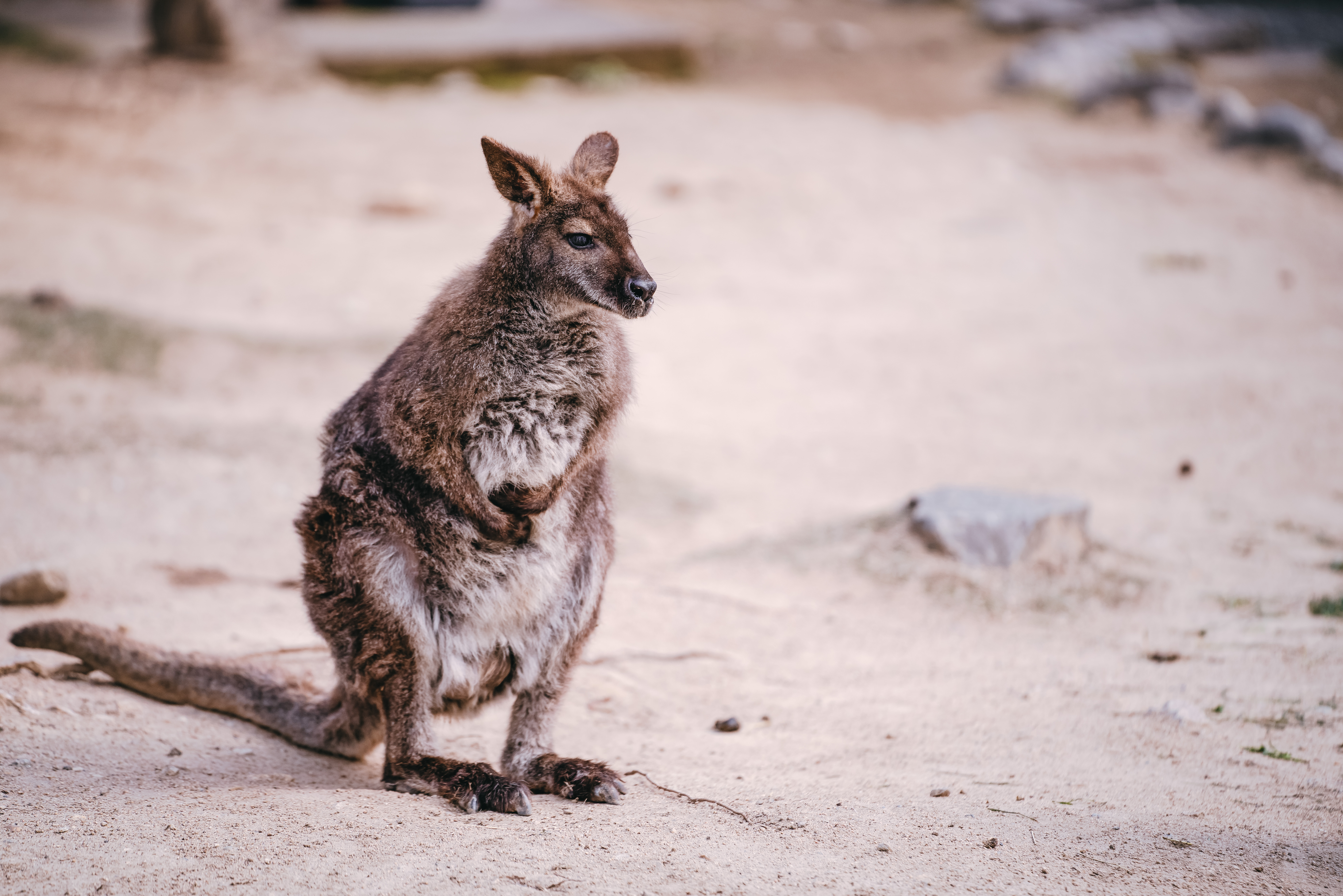 ポンポンペイン カンガルー の写真素材 ぱくたそ