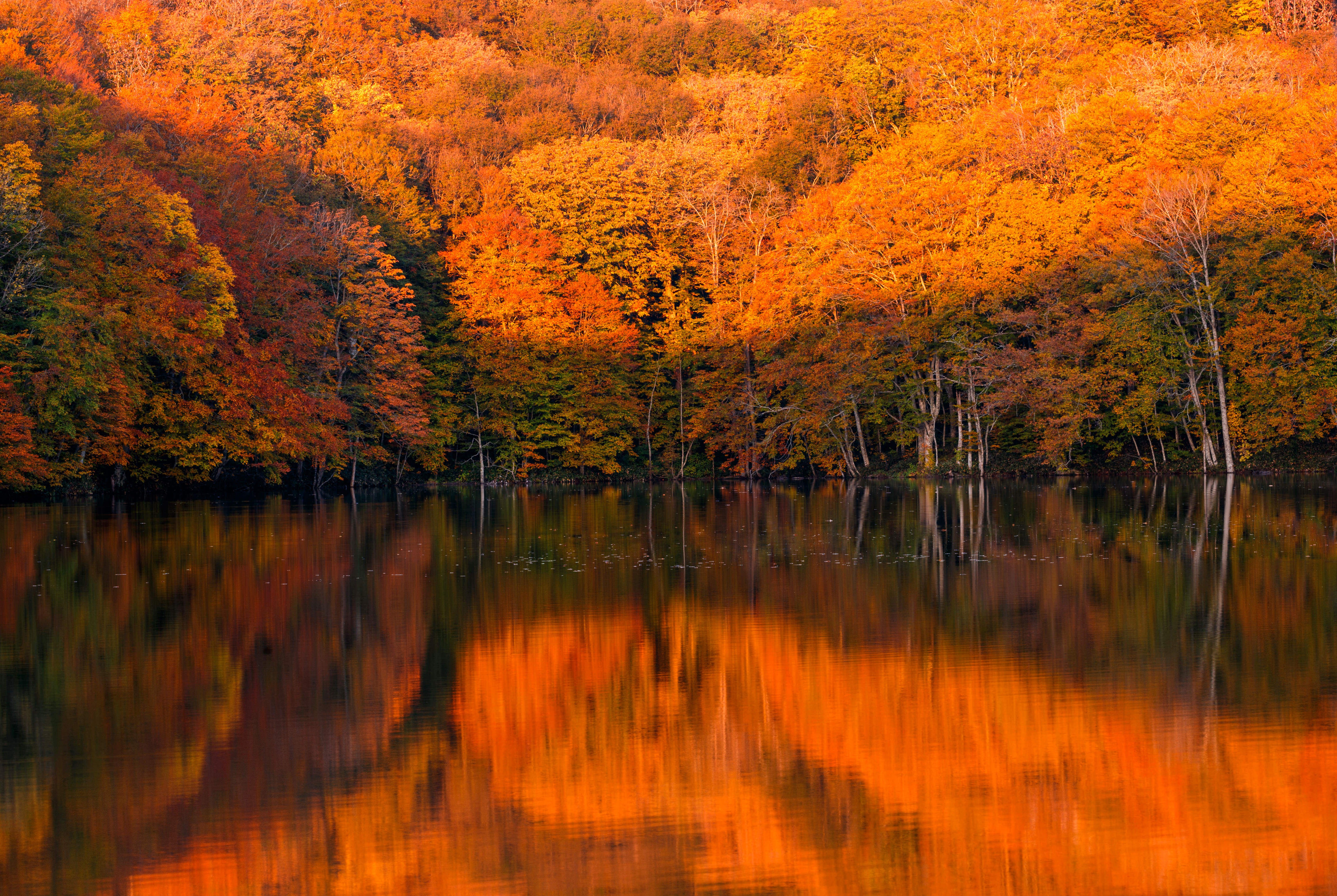 紅葉と蔦沼の日の出の写真を無料ダウンロード フリー素材 ぱくたそ