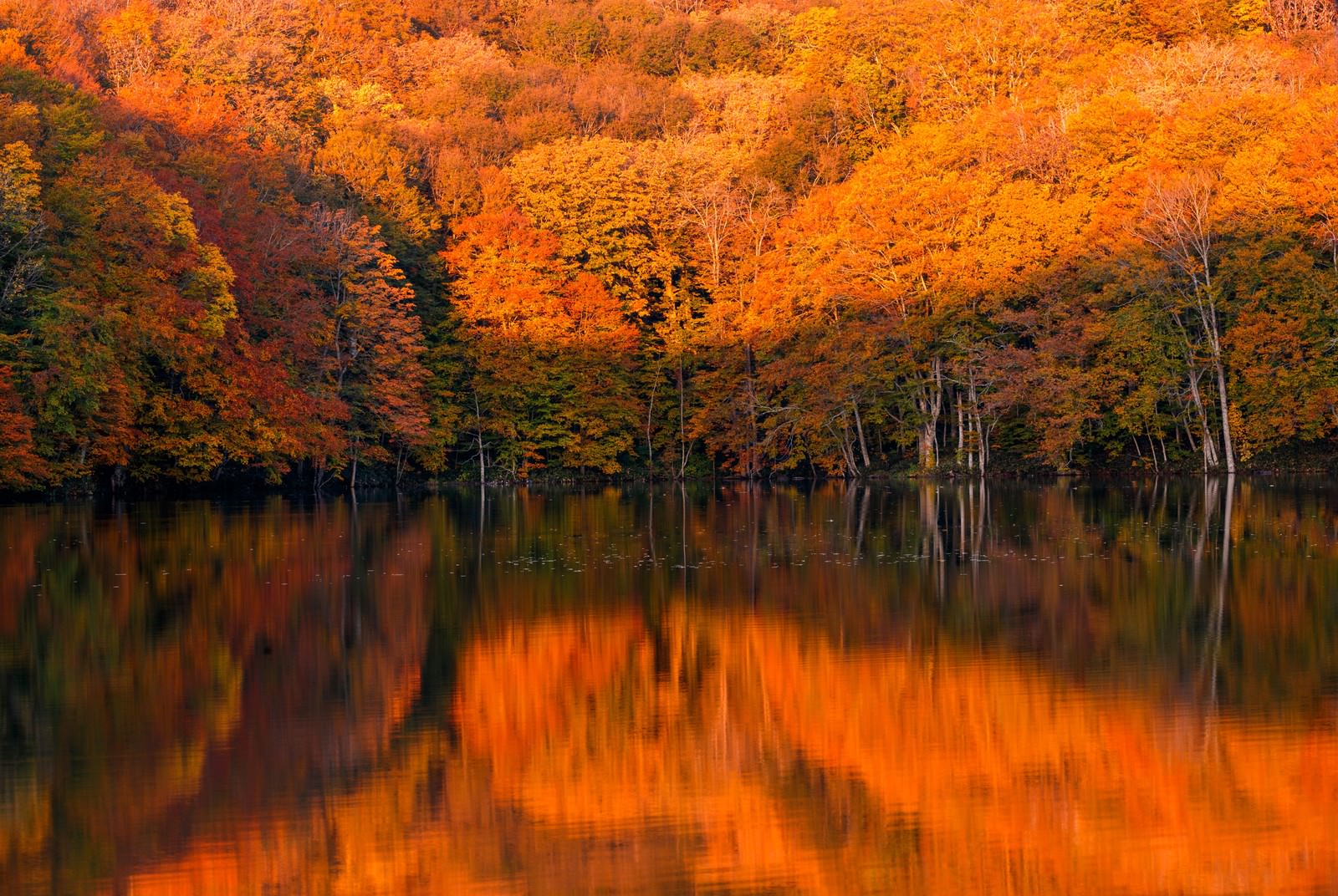 紅葉と蔦沼の日の出の写真 画像 フリー素材 ぱくたそ