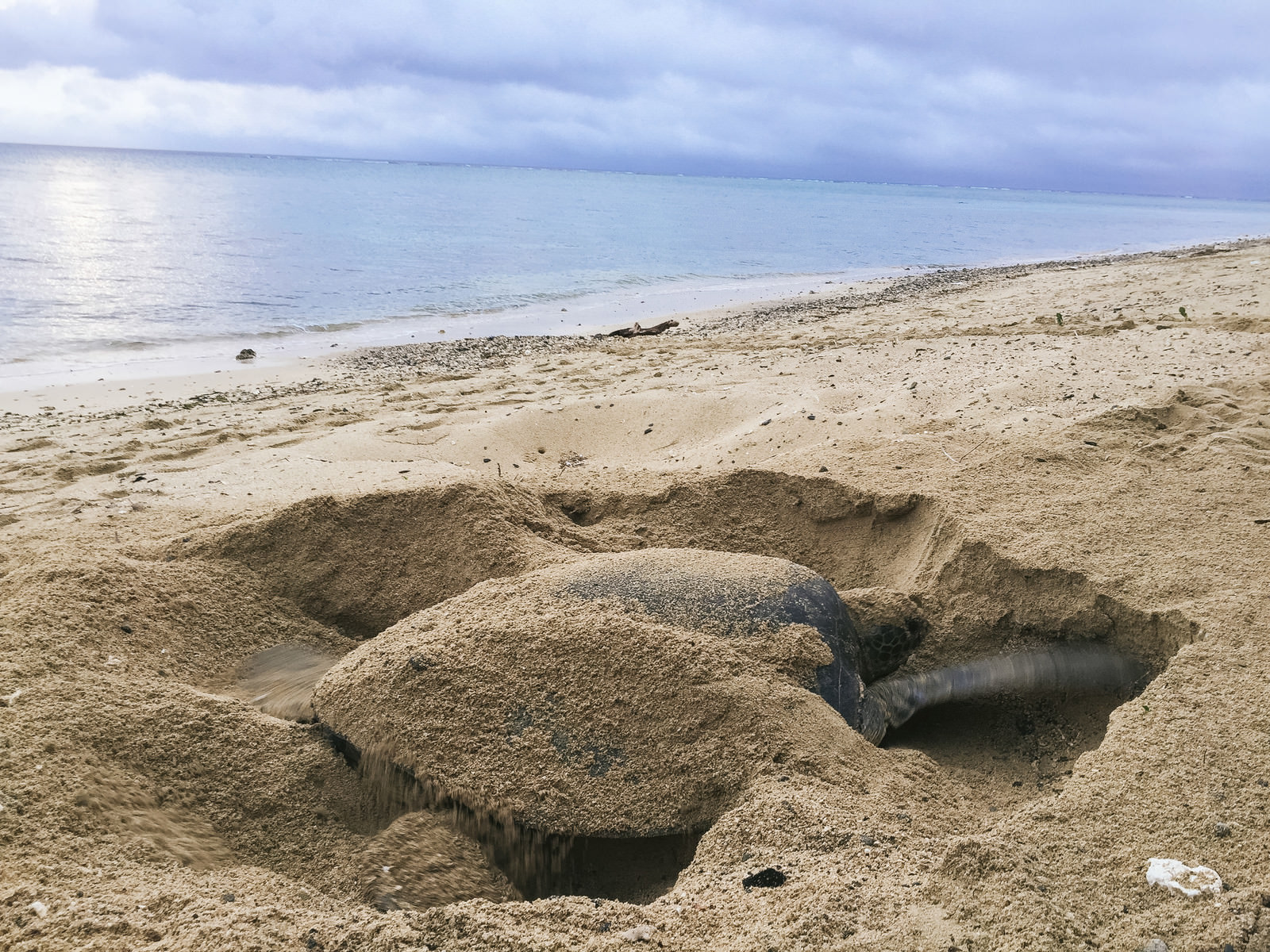 砂浜で産卵場所を掘る大きなウミガメのフリー素材 ぱくたそ