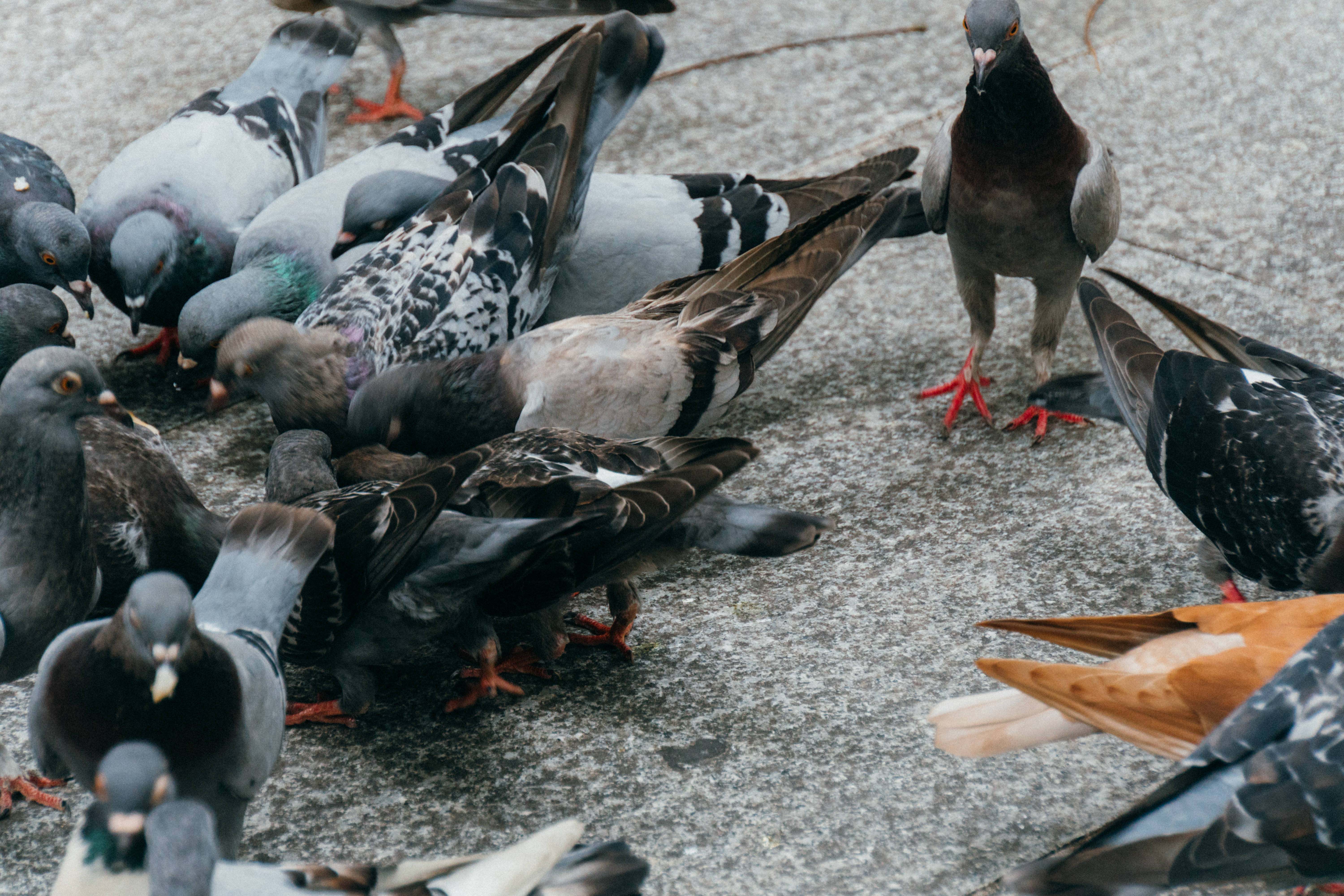 餌に群がる鳩さんの写真素材 ぱくたそ 餌に群がる鳩さんの写真素材 ぱくたそ
