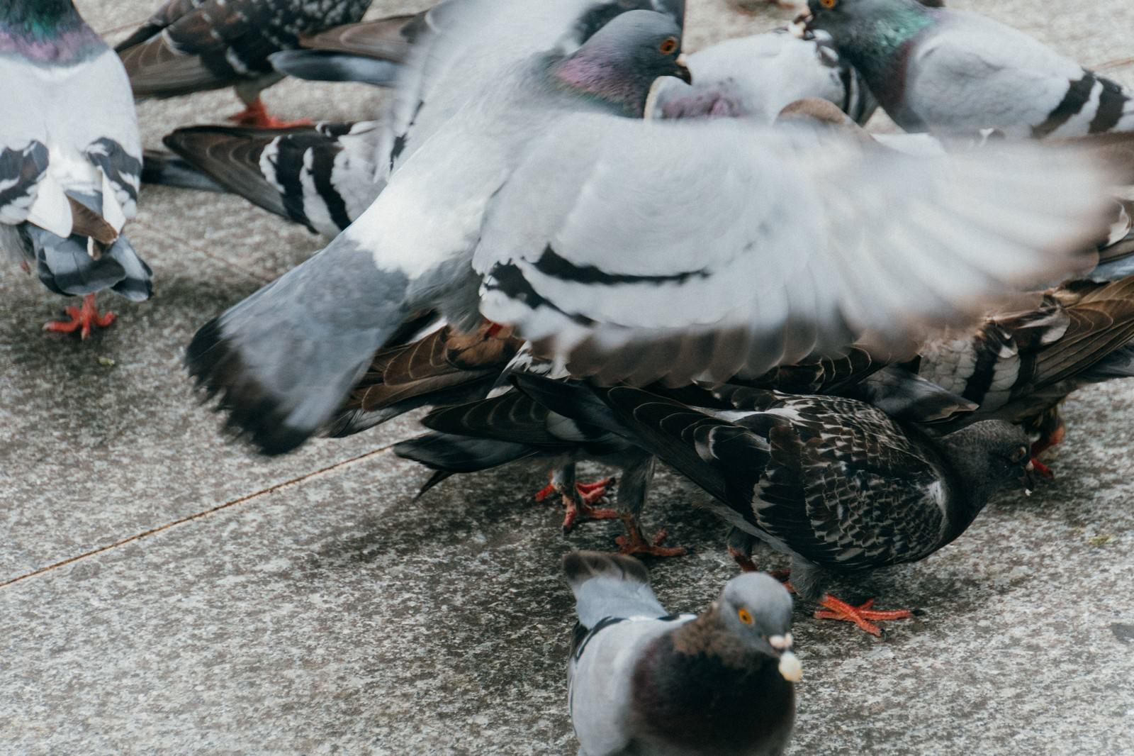 餌くれバッサー 鳩 の写真を無料ダウンロード フリー素材 ぱくたそ 餌くれバッサー 鳩 の写真を無料ダウンロード フリー素材 ぱくたそ