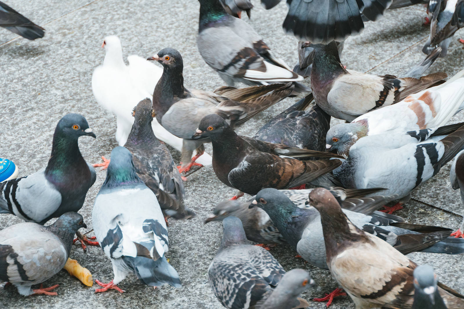 餌を期待する鳩の集団の写真素材 ぱくたそ