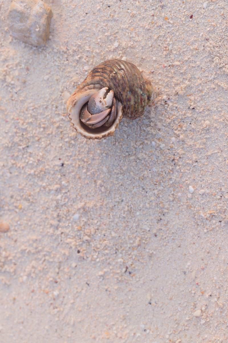 「丸まって殻に籠もるオカヤドカリ」の写真
