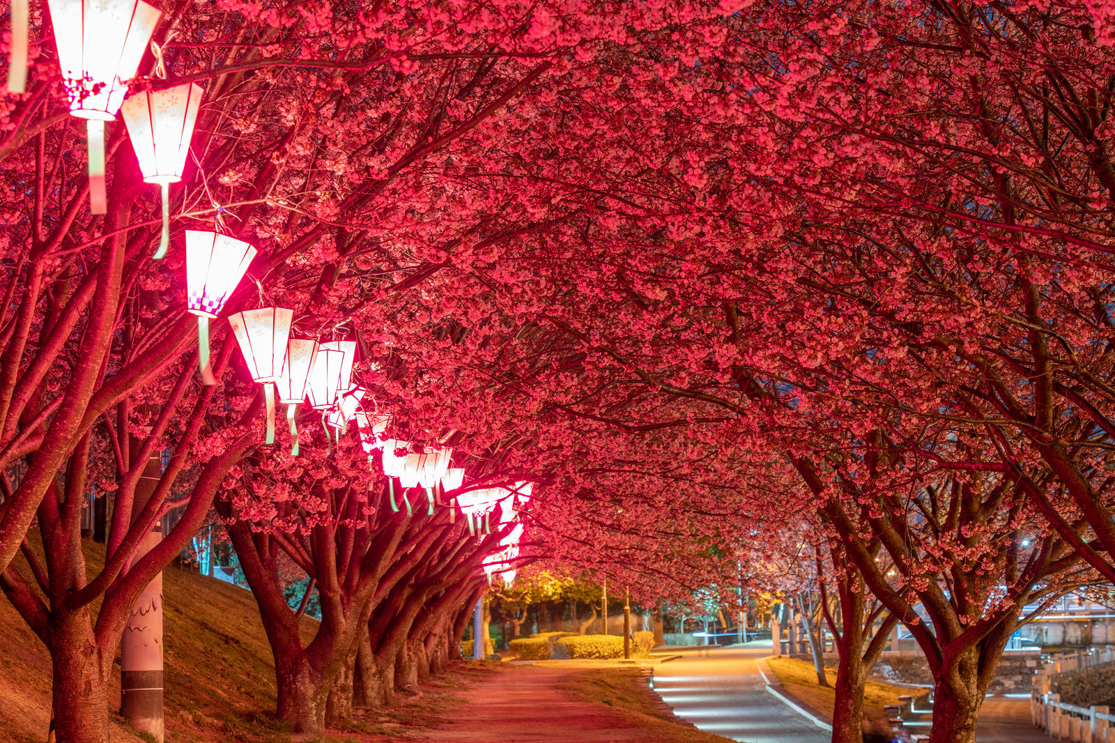 「蜂須賀桜のライトアップ | フリー素材のぱくたそ」の写真