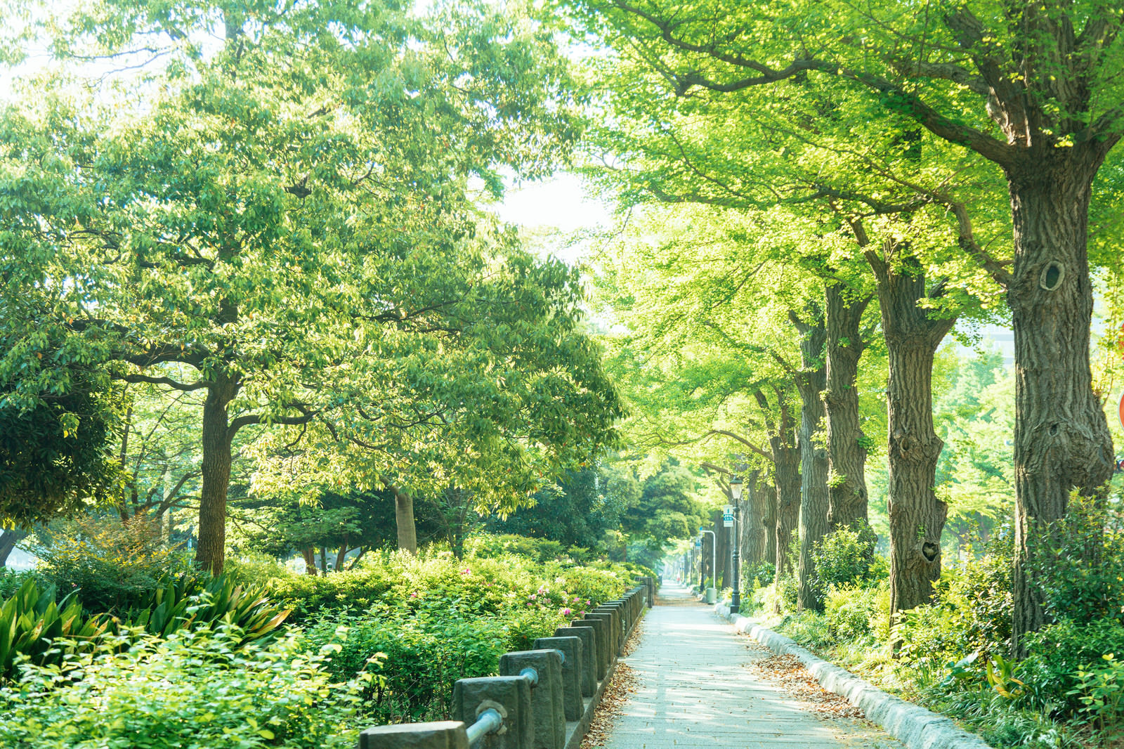 山下公園の新緑の道の写真 画像 を無料ダウンロード フリー素材のぱくたそ