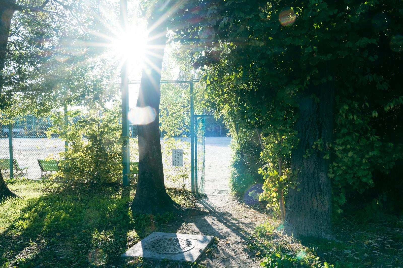 公園での最高の木漏れ日スポットの無料の写真素材 - ID.87603｜フリー