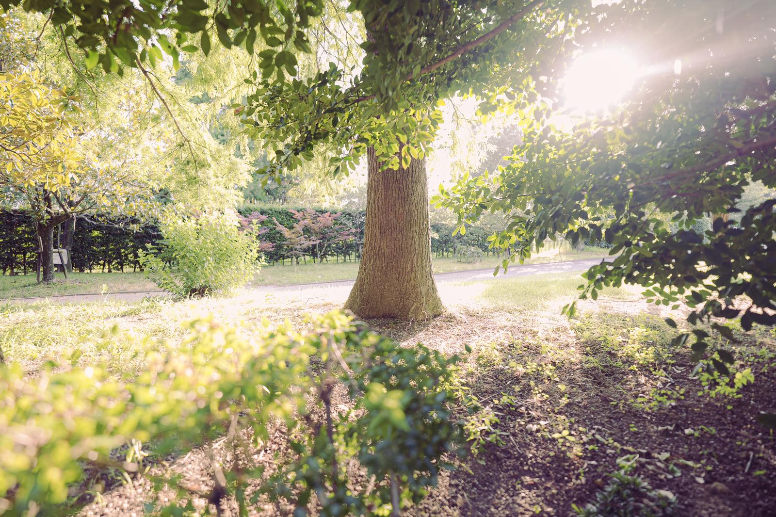 △新緑と日差しが描く公園の一角の無料の写真素材 - ID.95673｜フリー