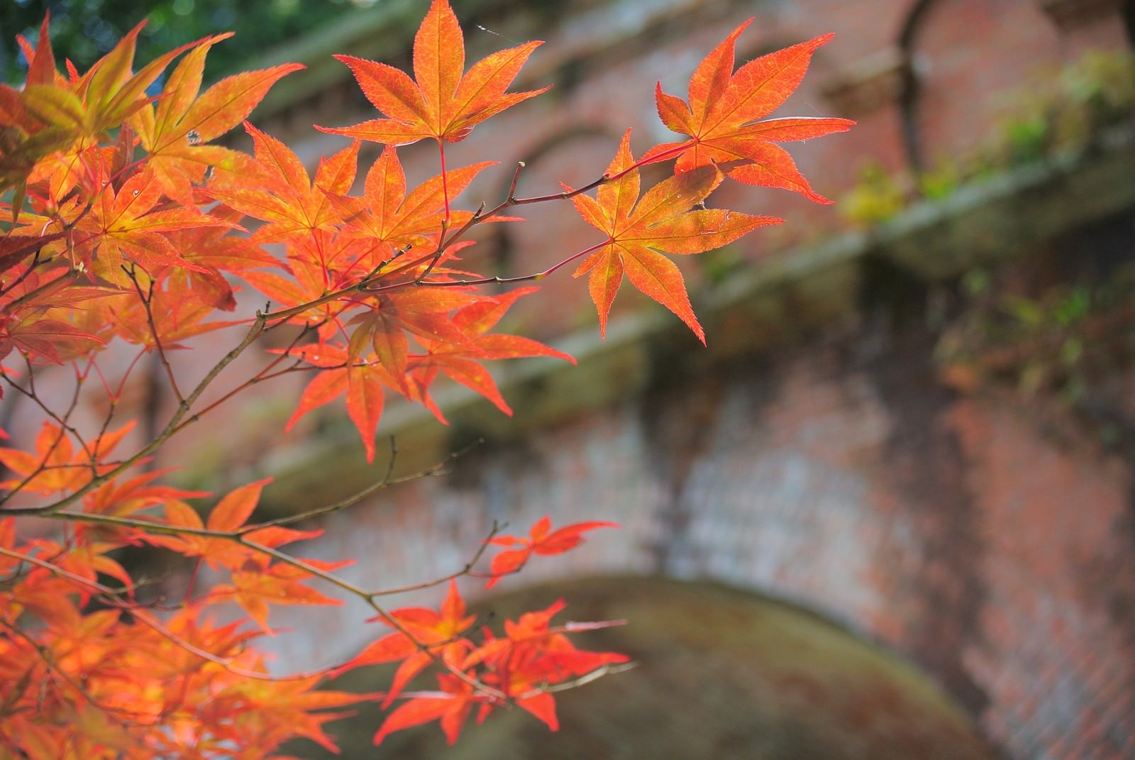 「レンガと紅葉レンガと紅葉」のフリー写真素材