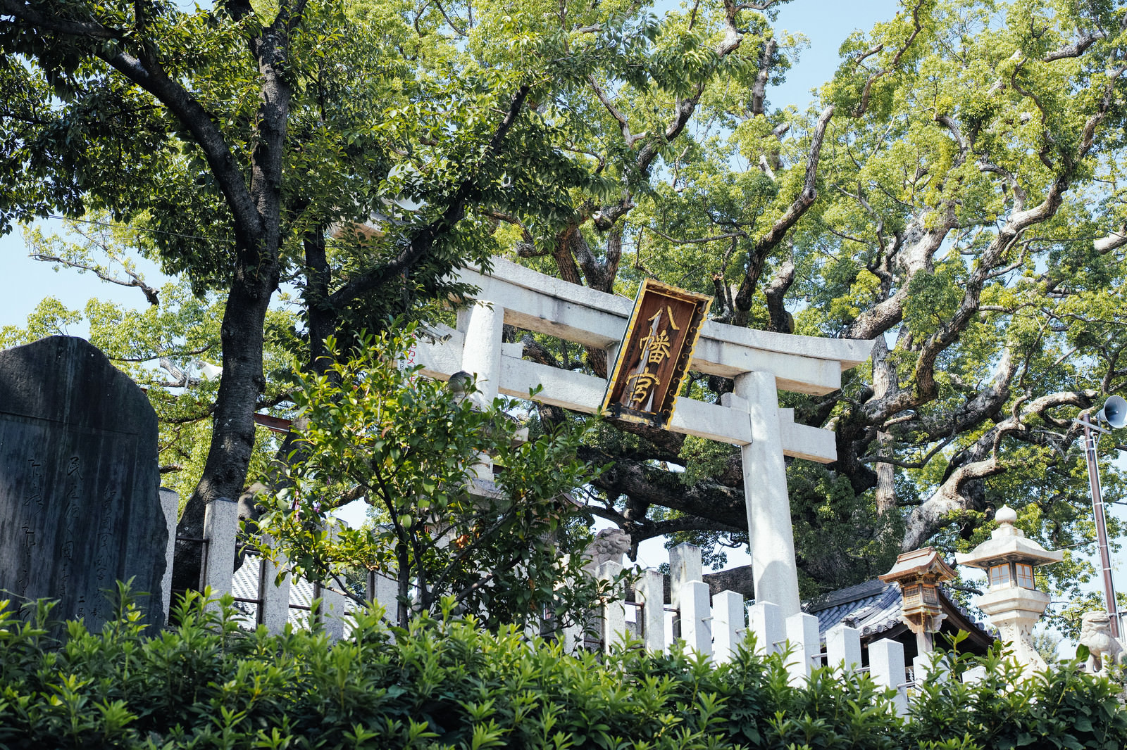 「樹齢800年のクスと百舌鳥八幡宮の鳥居」の写真