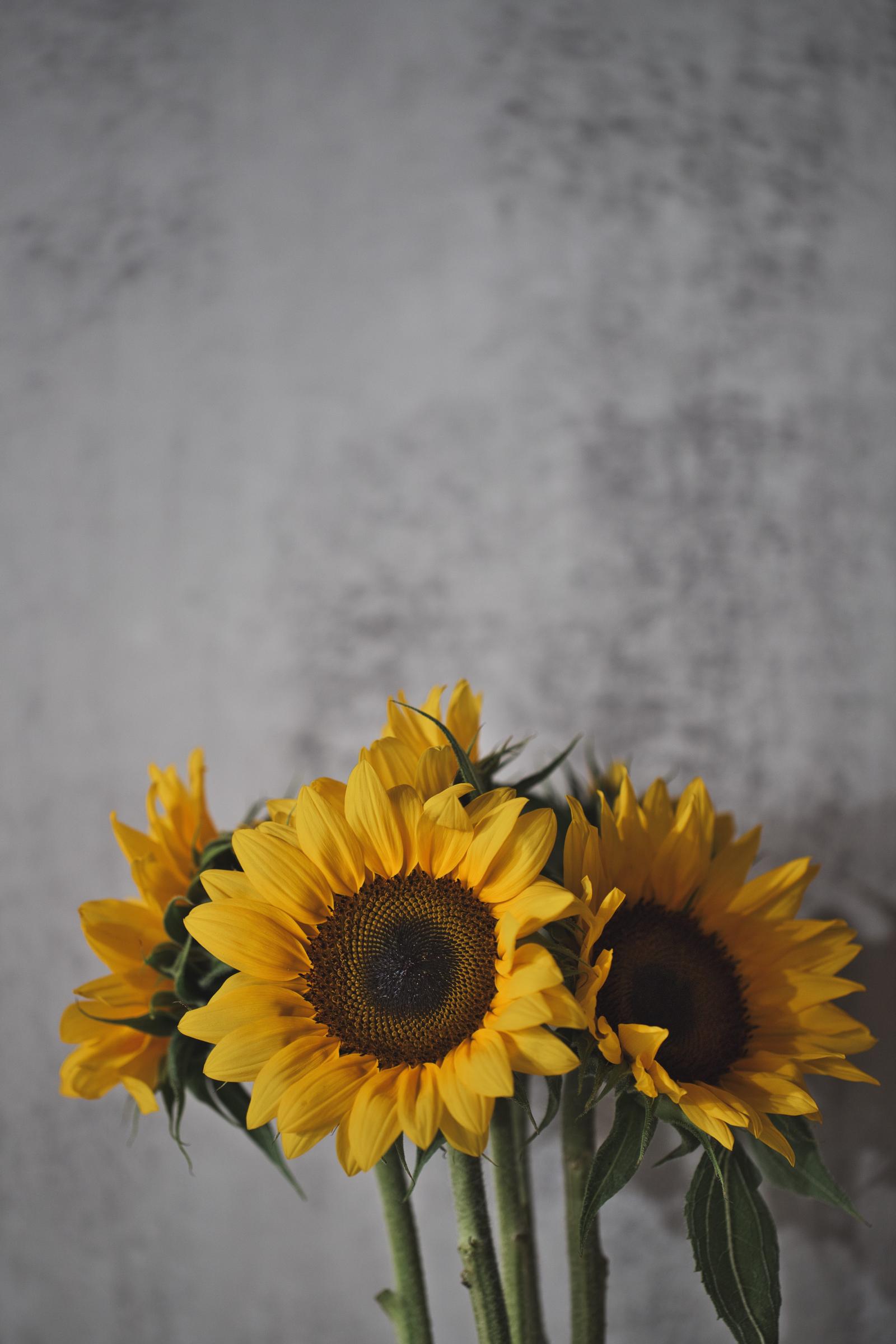 明るい空間を演出する向日葵の無料の写真素材 - ID.90551｜フリー素材