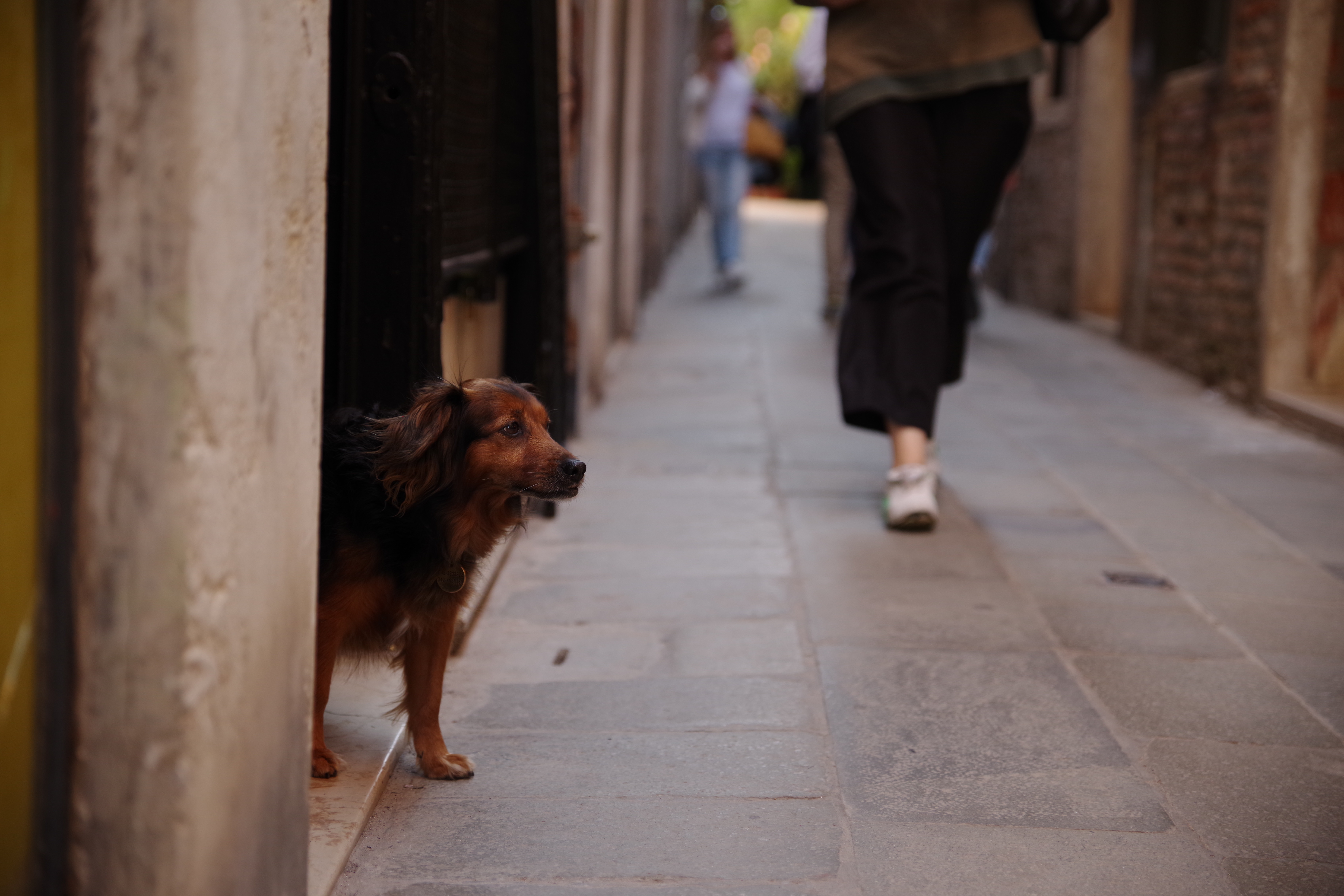 ベネツィアのムラーノ島の路地で茶色い犬と出会う イタリア の無料の写真素材 フリー素材 をダウンロード ぱくたそ