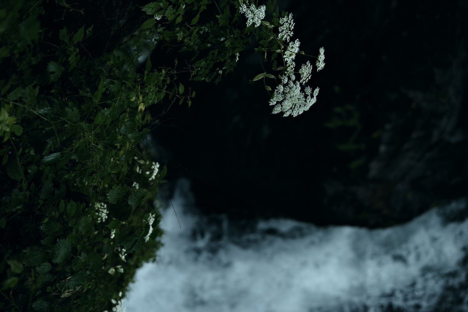 「滝の水しぶきで濡れる植物 | フリー素材のぱくたそ」の写真
