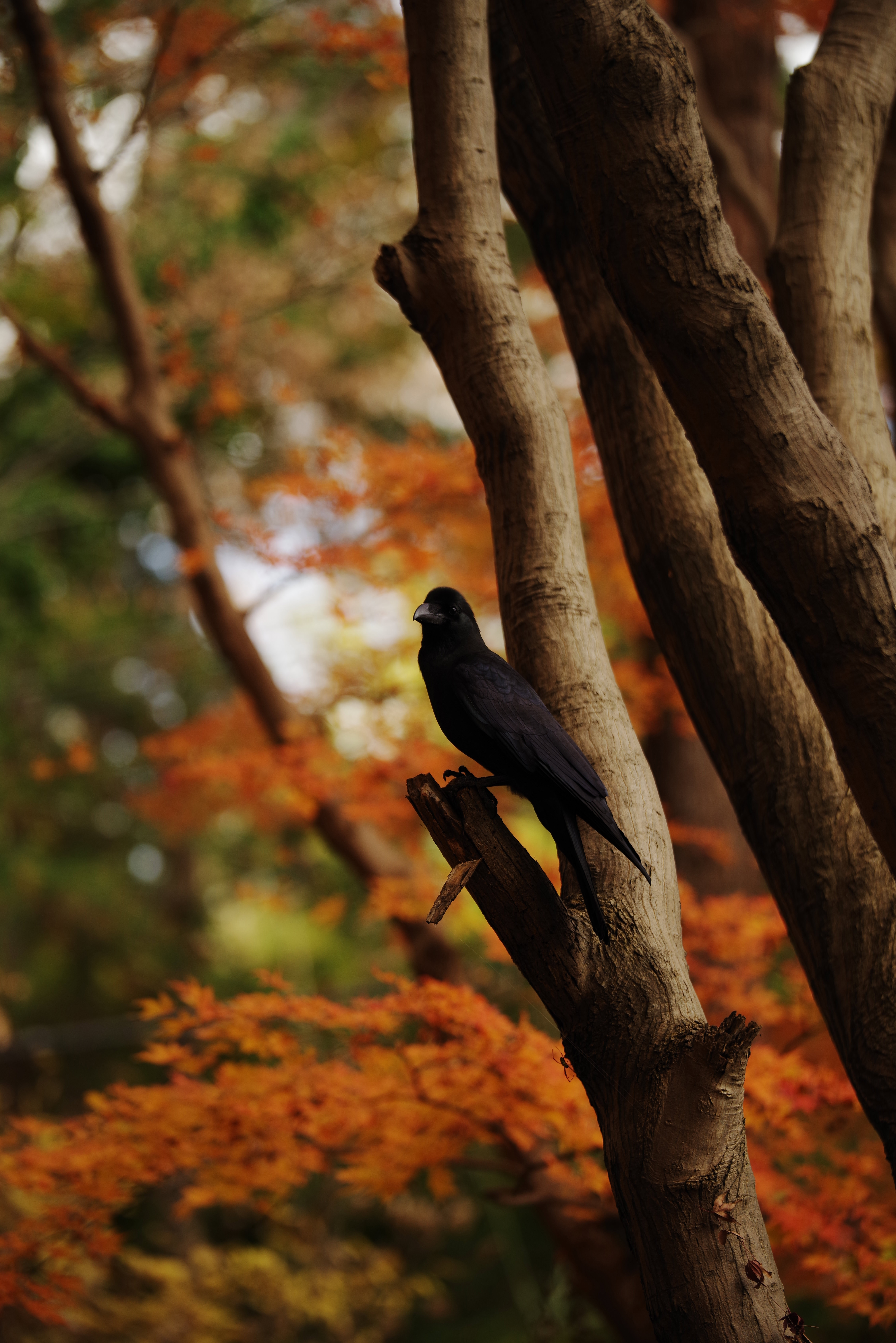 紅葉した木に止まるカラスの写真を無料ダウンロード フリー素材 ぱくたそ