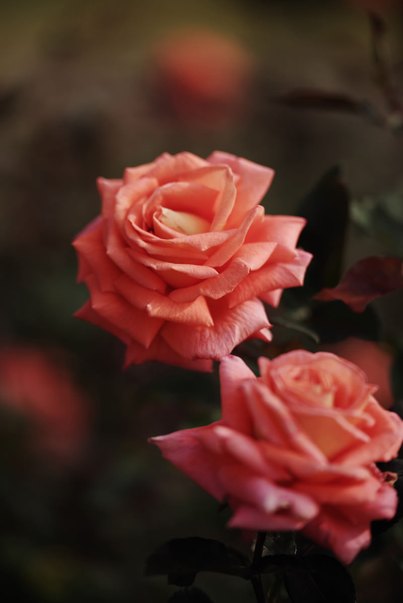 「薔薇園に咲くピンク色の薔薇 | フリー素材のぱくたそ」の写真
