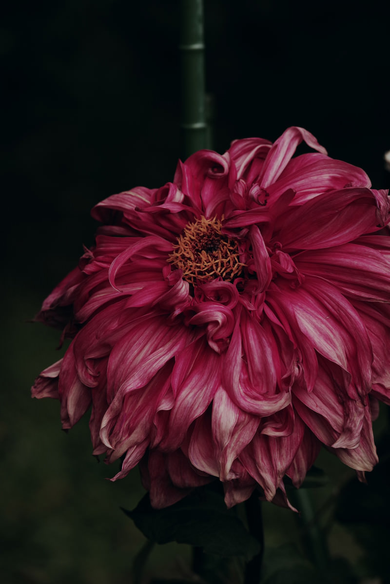 朽ちたダリアの花の写真素材 ぱくたそ