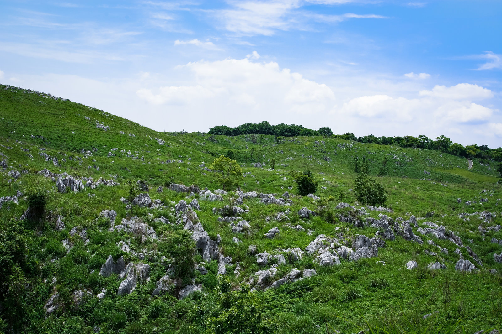 無数の石灰岩が露呈する草原 山口県美祢市 の写真を無料ダウンロード フリー素材 ぱくたそ